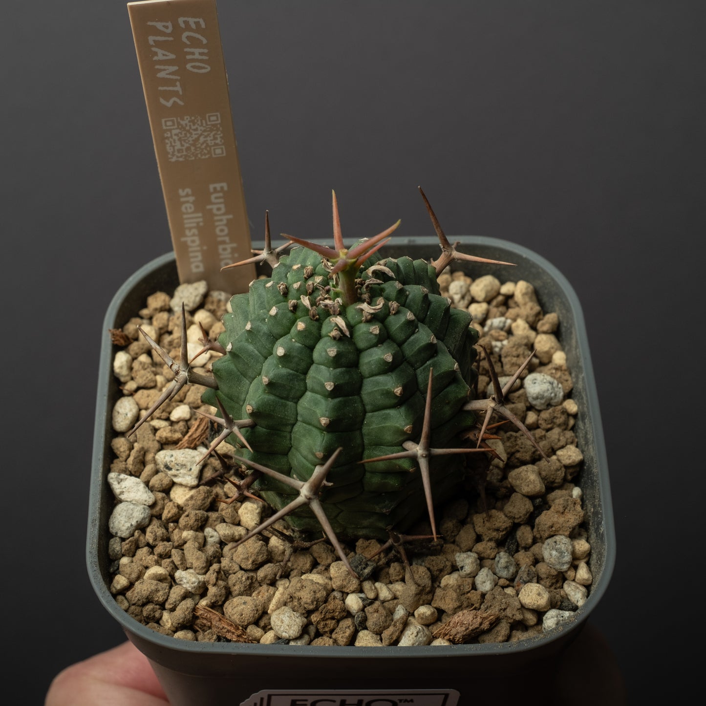 Euphorbia stellispina 群星冠 #1