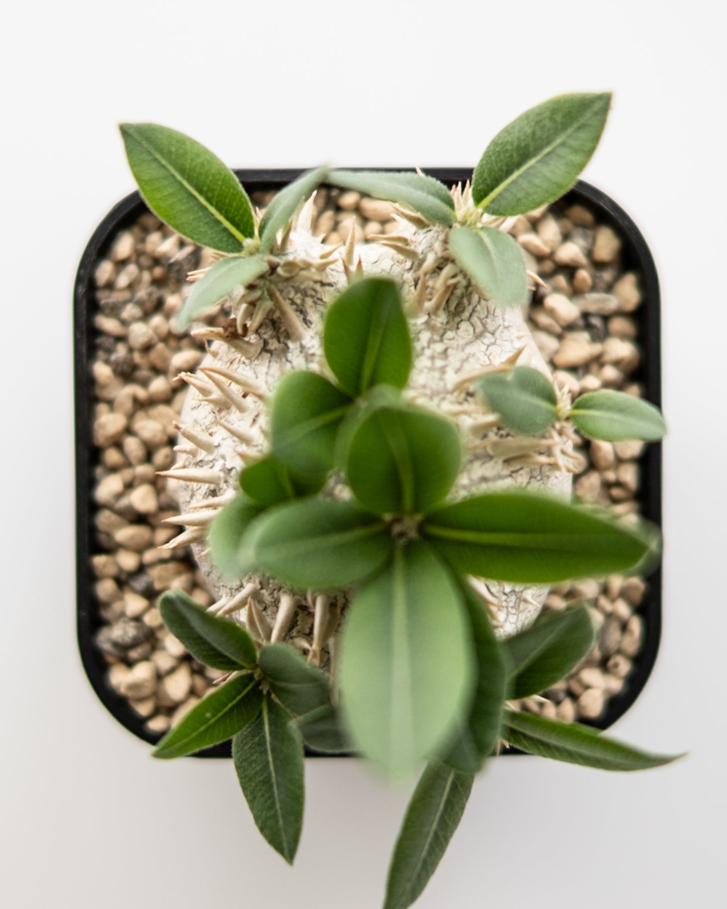 Pachypodium brevicaule