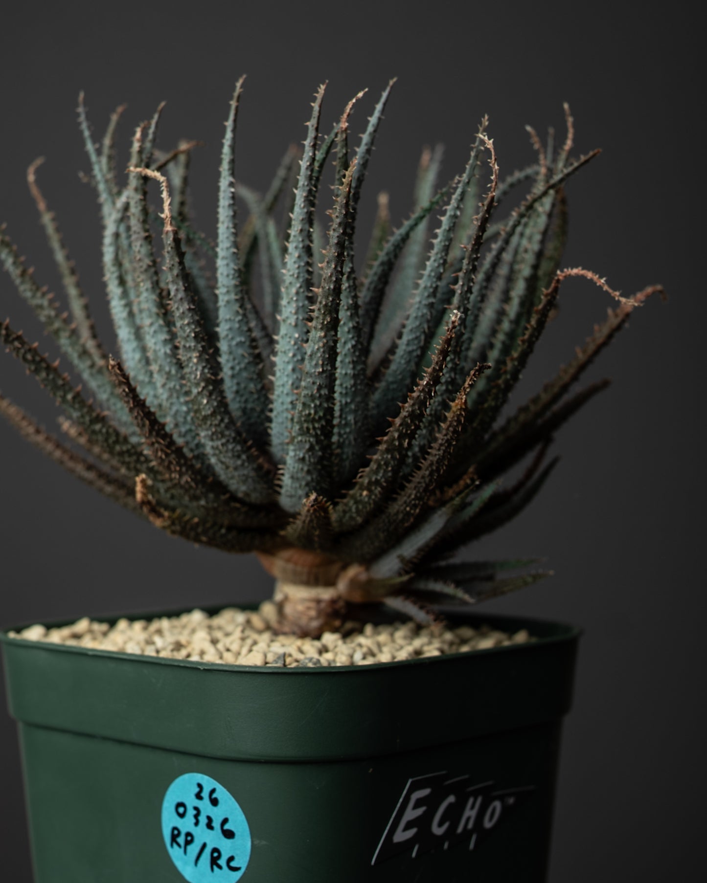 Aloe parvula