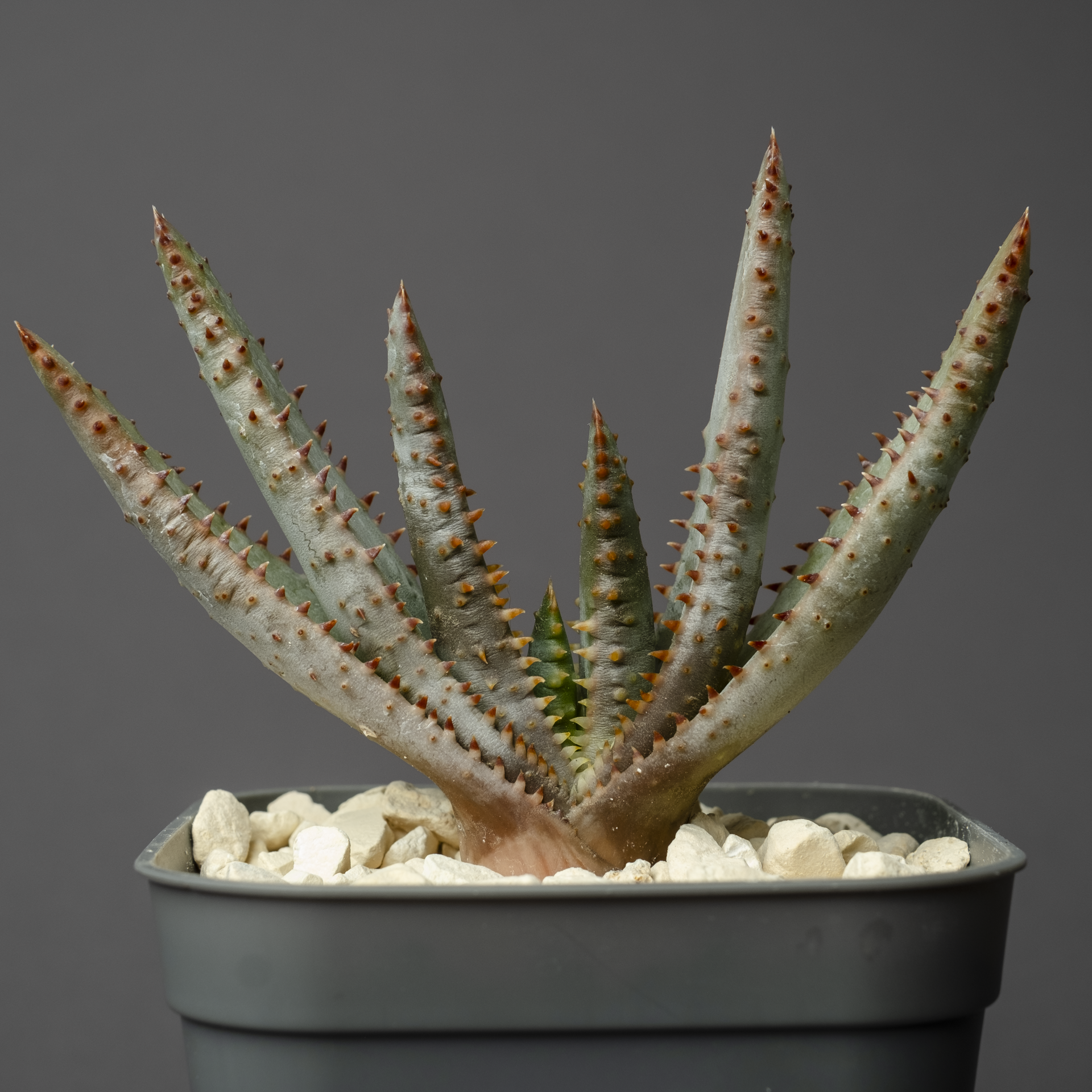 こちらは取引中ですアロエ 千代田錦 ぷくぷく赤ちゃん 多肉植物 【公式 こちらは取引中ですアロエ 千代田錦 ぷくぷく赤ちゃん 多肉植物 【公式