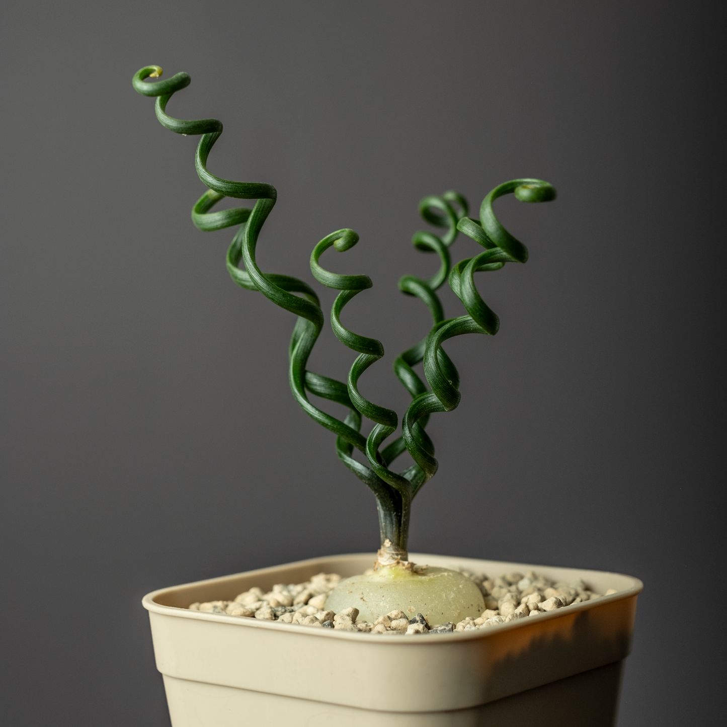 Albuca bruce-bayeri #2