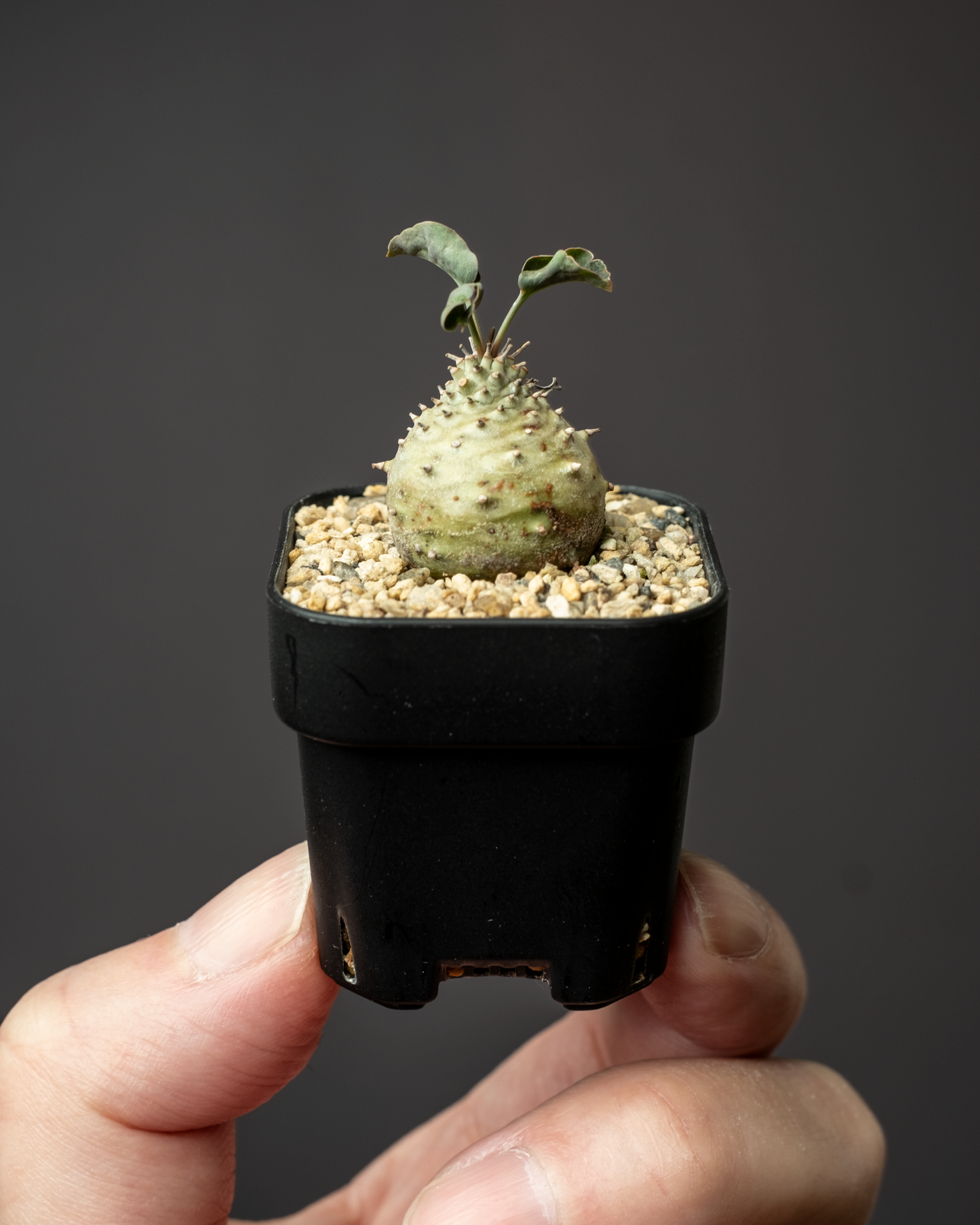 Euphorbia globulicaulis #2