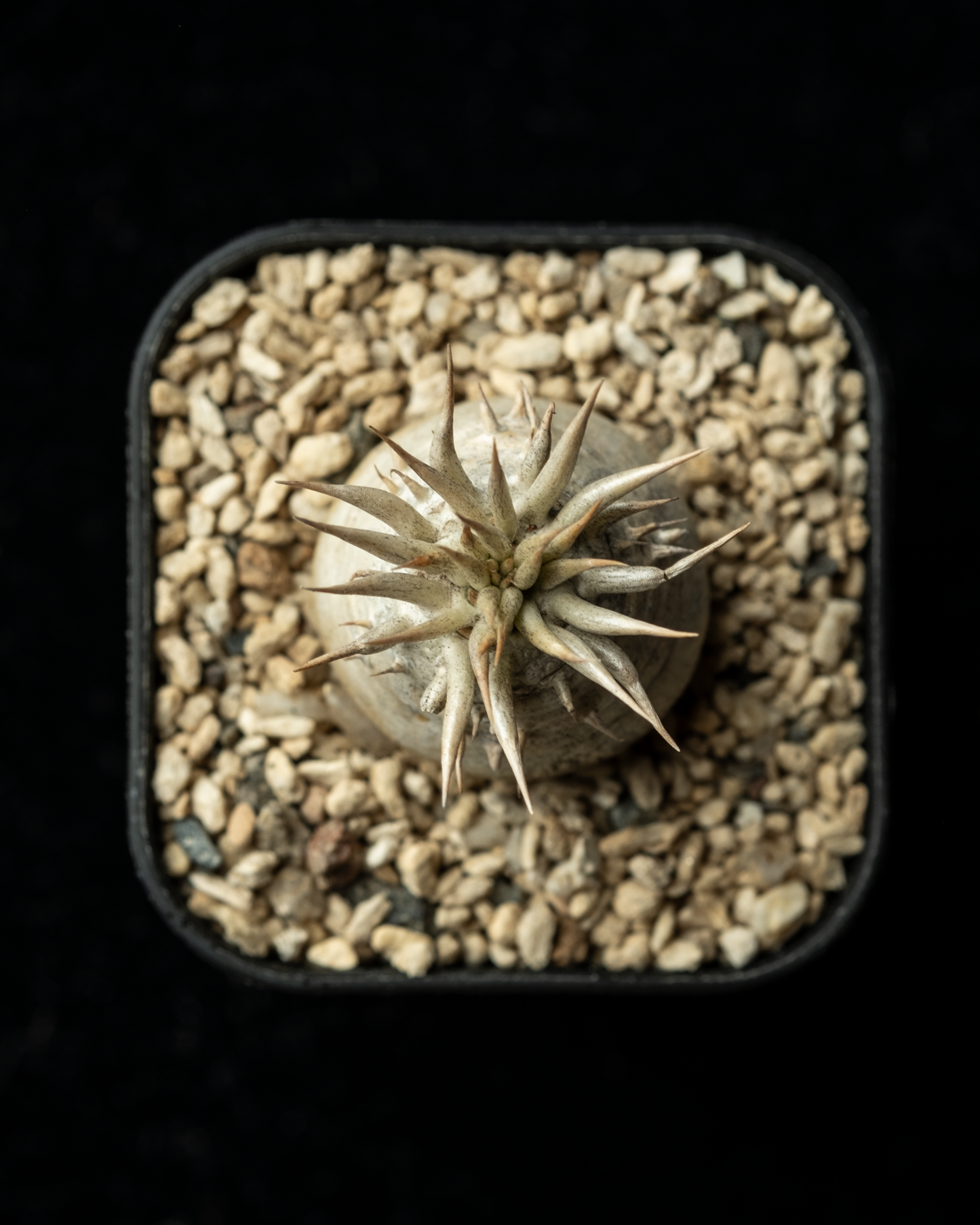 Pachypodium enigmaticum