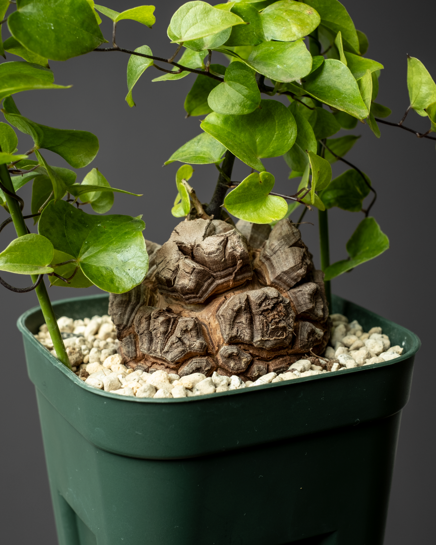 Dioscorea elephantipes 亀甲竜 #1