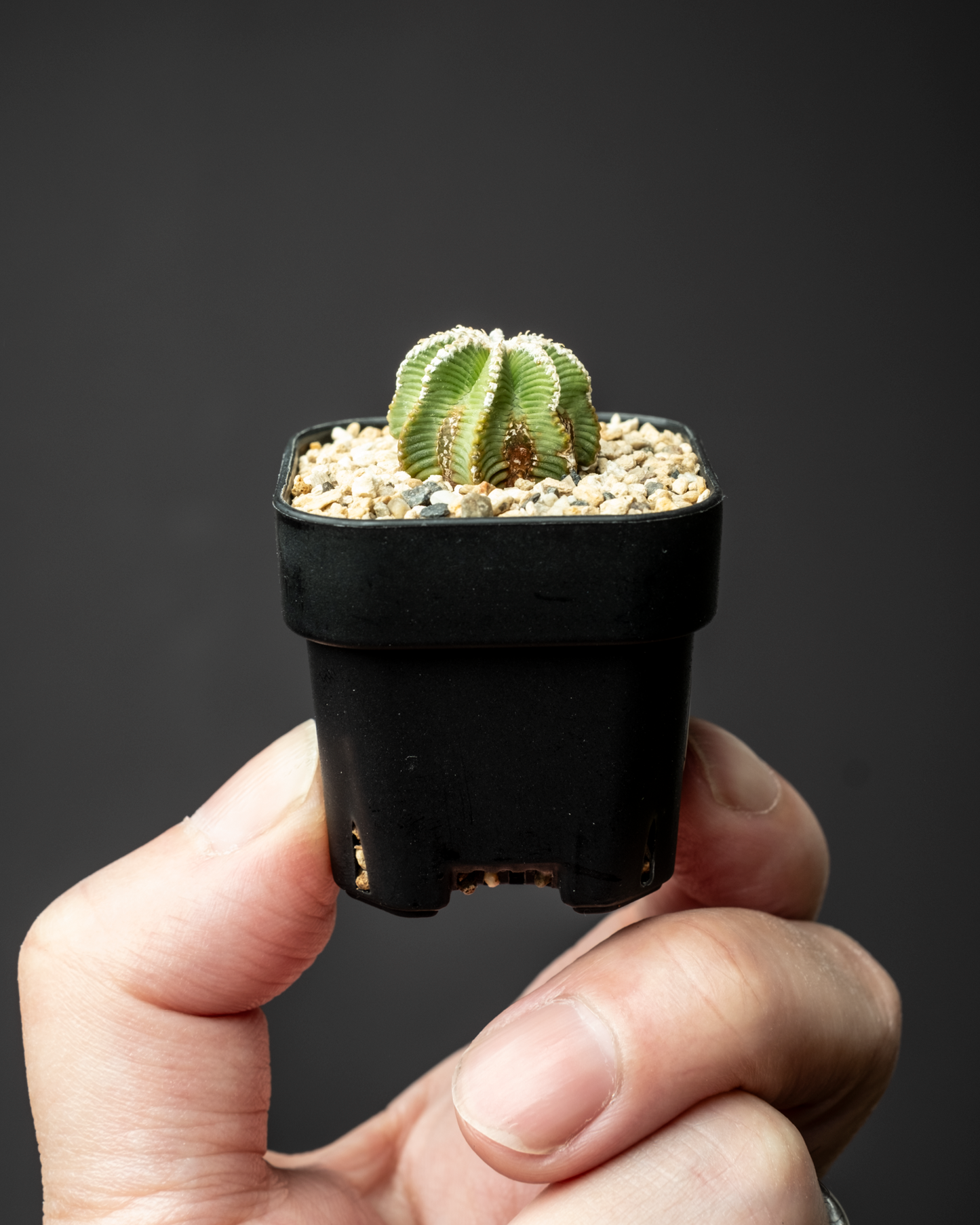 Aztekium hintonii #3