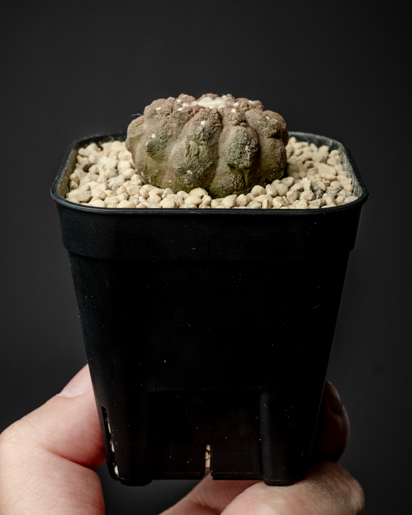Copiapoa hypogaea ’Lizard skin’