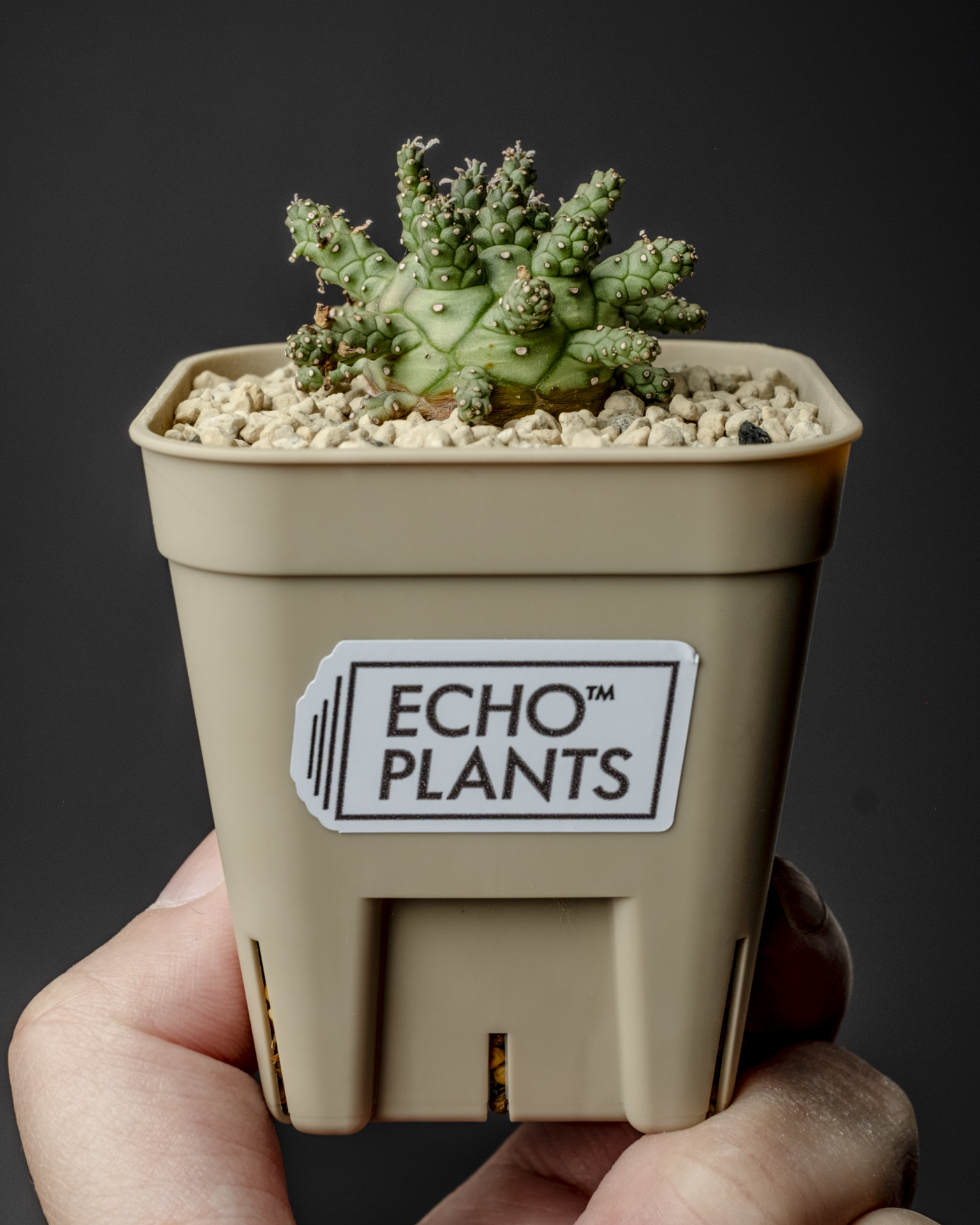 Euphorbia decepta – ECHO PLANTS