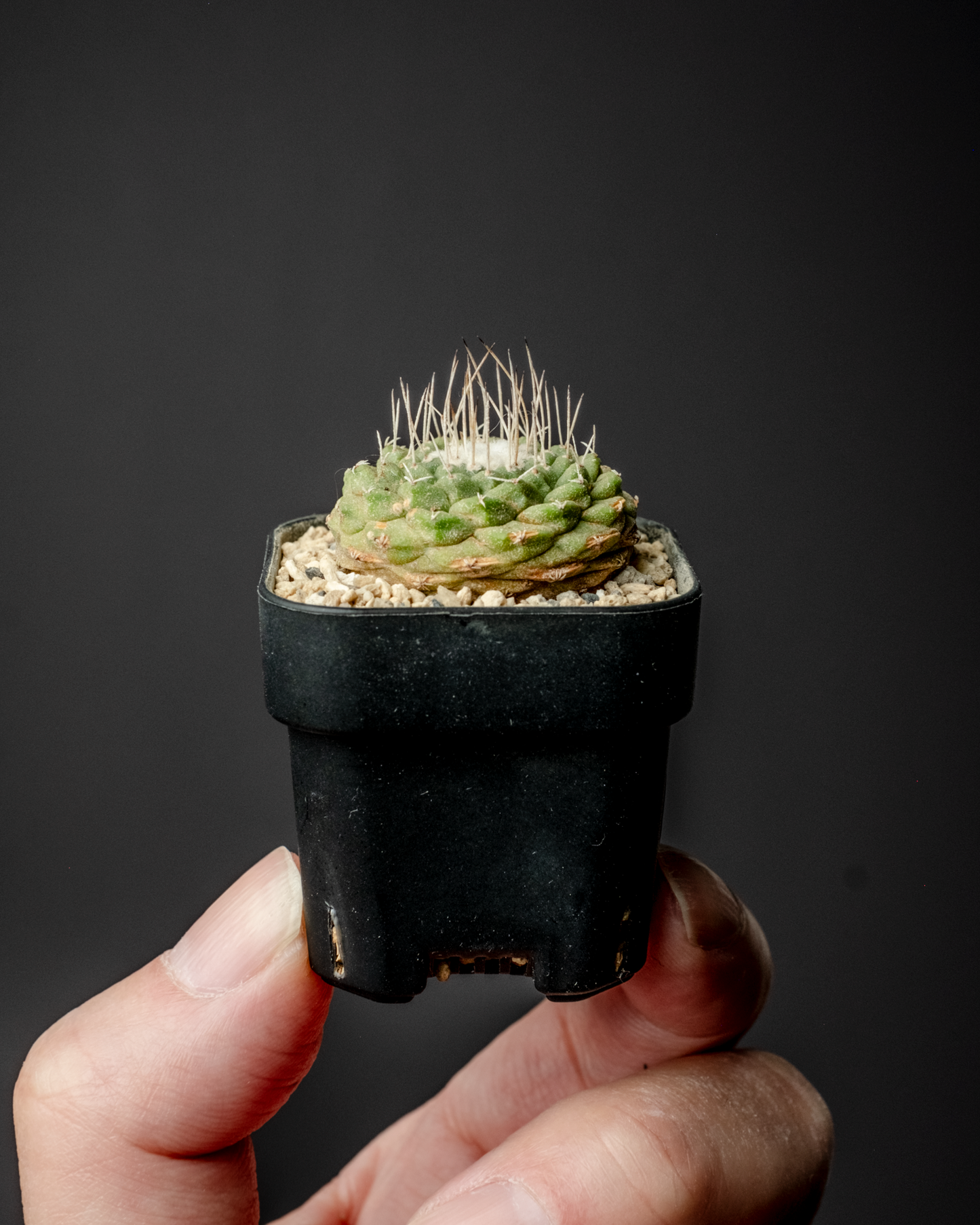 Strombocactus disciformis 菊水 #1