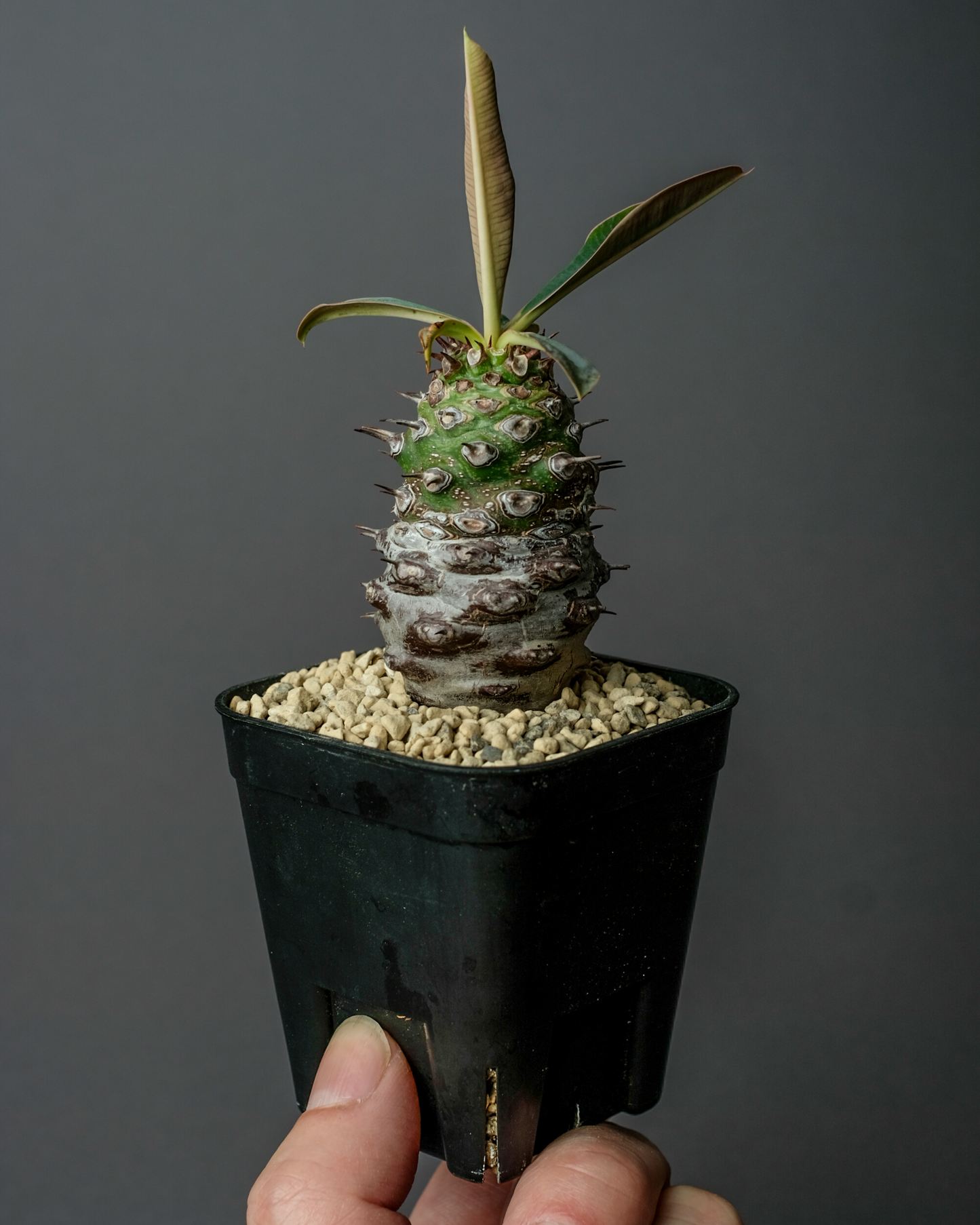 Euphorbia pachypodioides #1