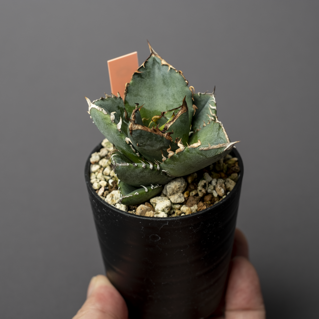 Agave oteroi seeding #1 – ECHO PLANTS Agave oteroi seeding #1 – ECHO PLANTS