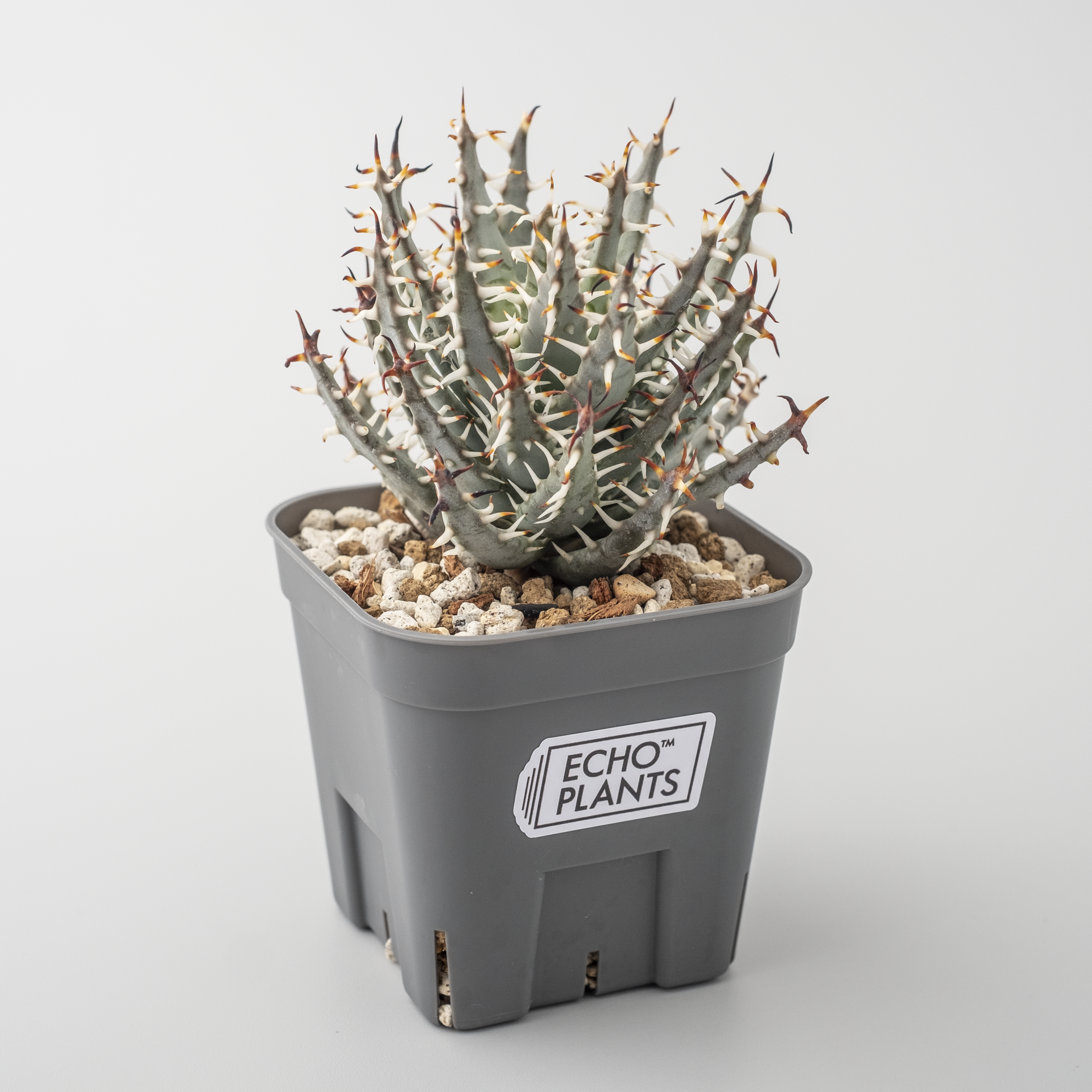 Aloe erinacea – ECHO PLANTS Aloe erinacea – ECHO PLANTS