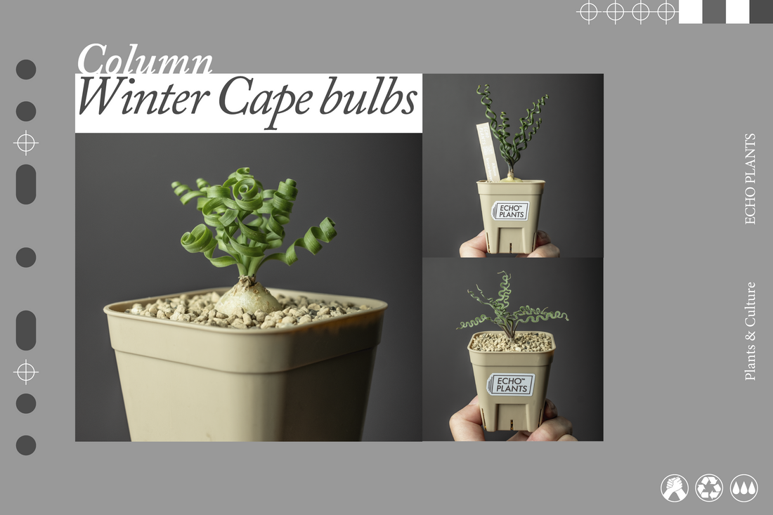 冬型ケープバルブ。アルブカと仲間たち