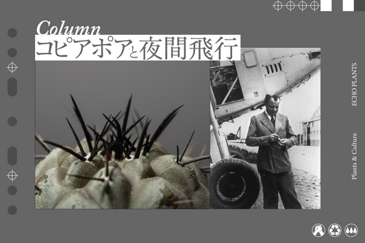 コピアポアと夜間飛行