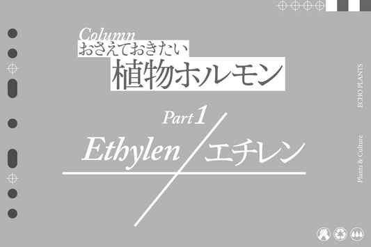 おさえておきたい植物ホルモン Part 1 エチレン