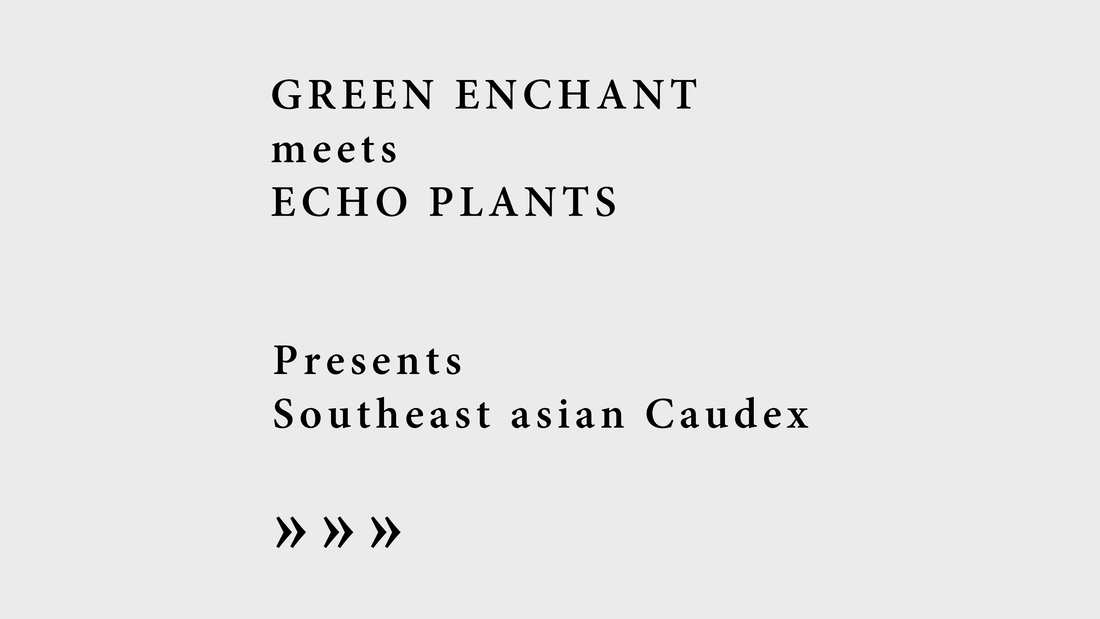 【Mini Event】GREEN ENCHANT meets ECHO PLANTS