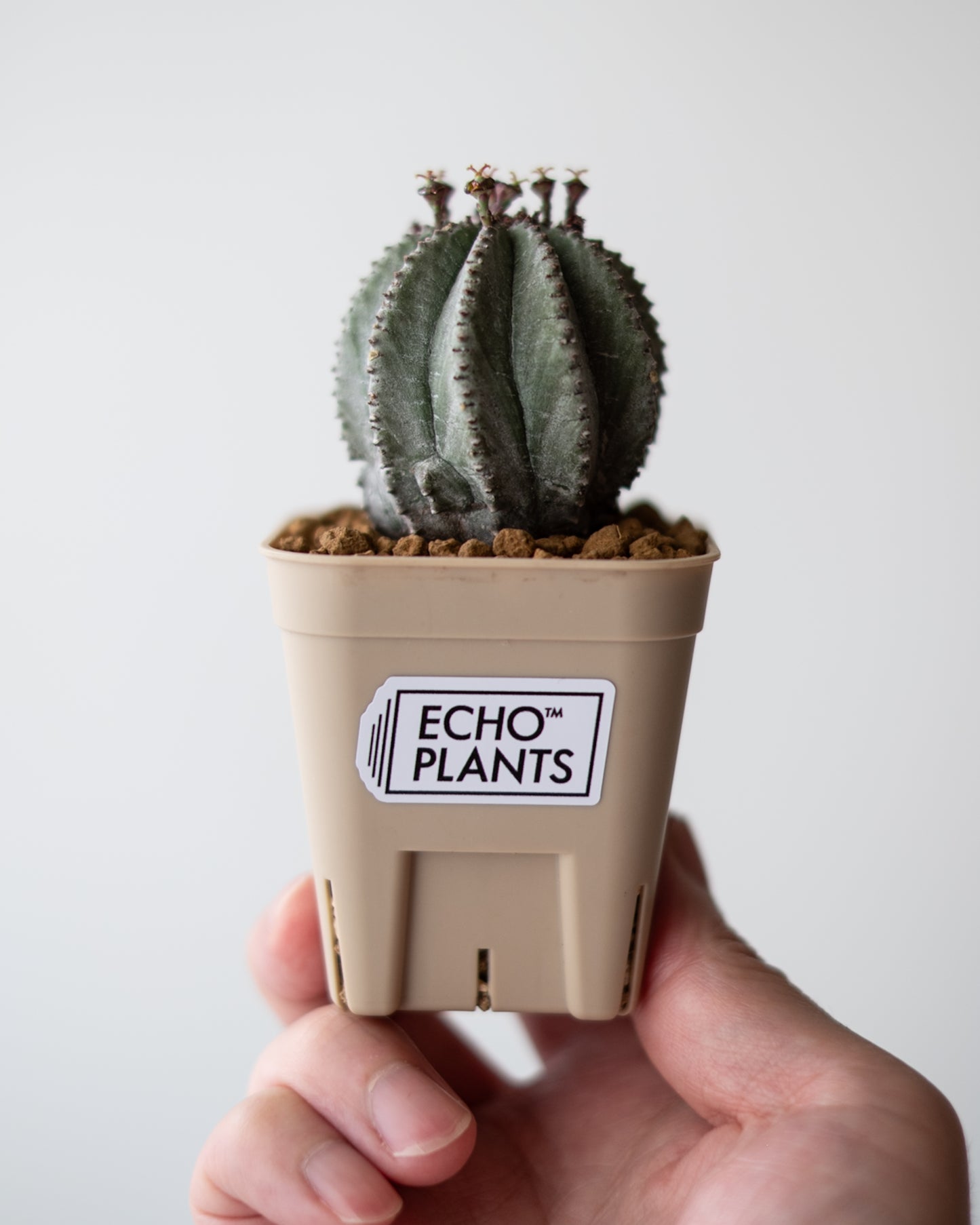 Euphorbia hyb. ホリダ梵天