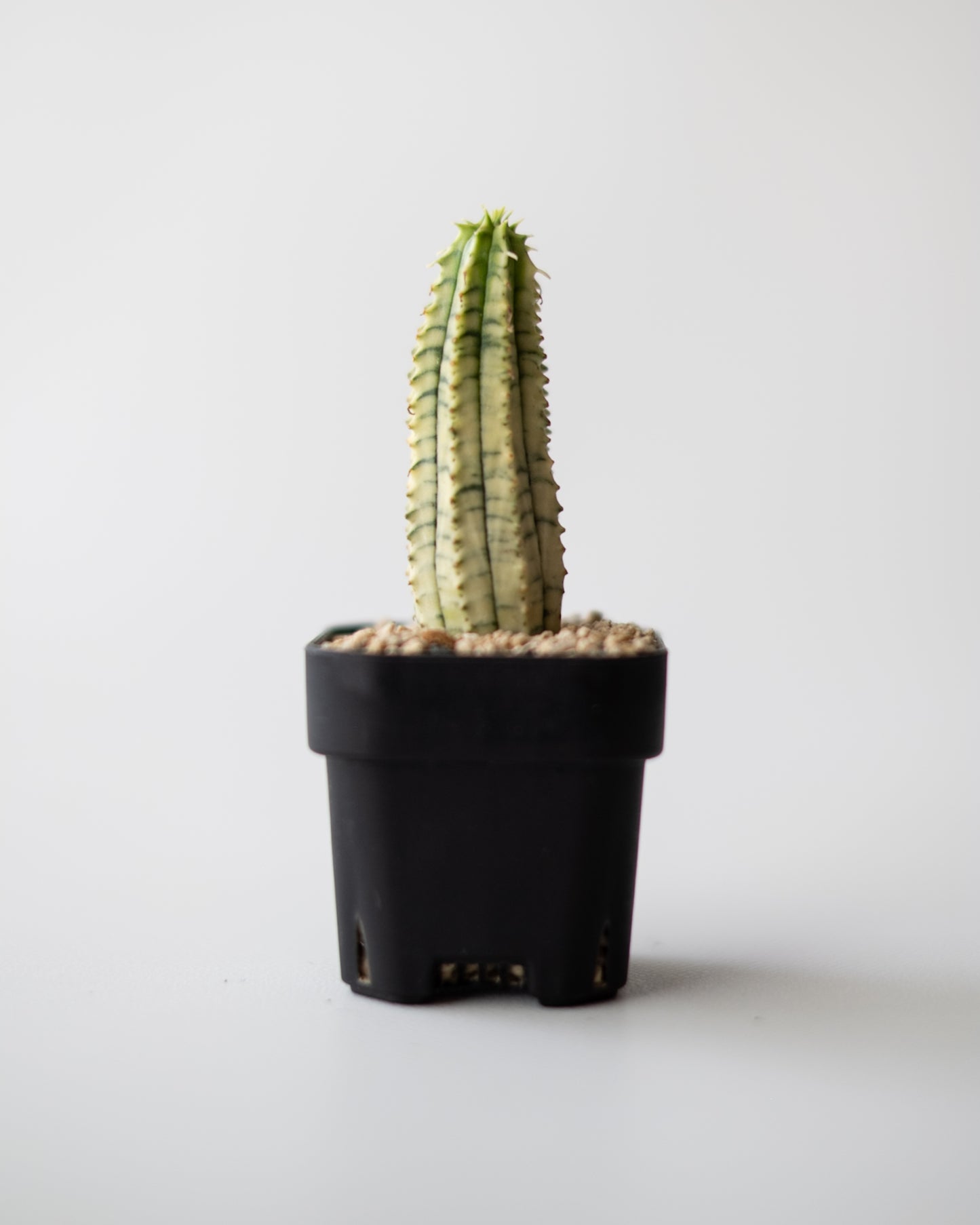 Euphorbia 魔紅キリン錦 #2