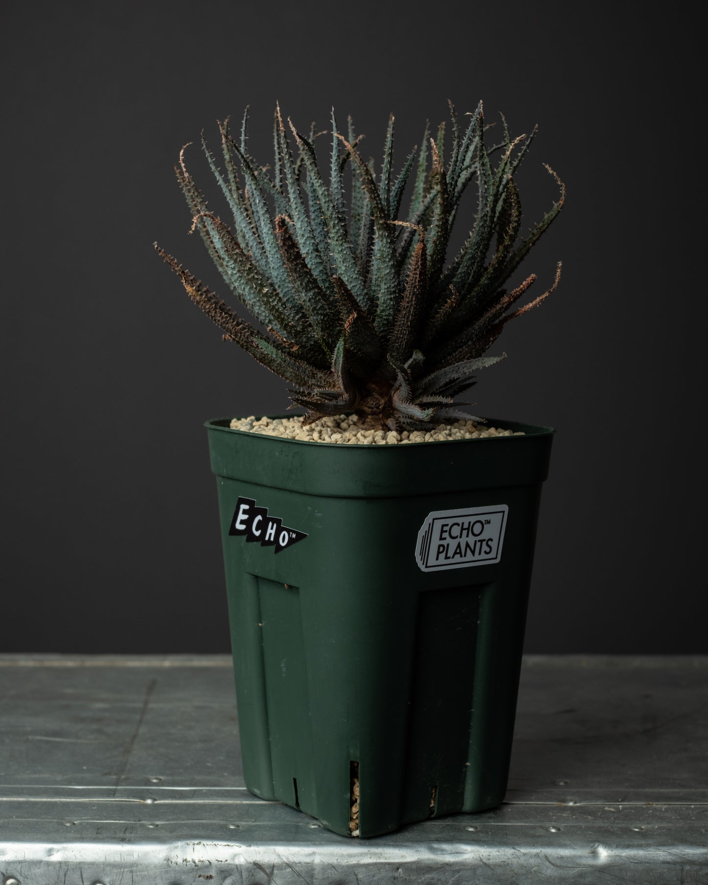 Aloe parvula