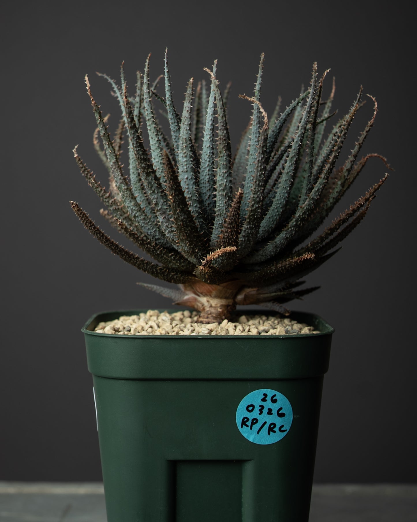 Aloe parvula