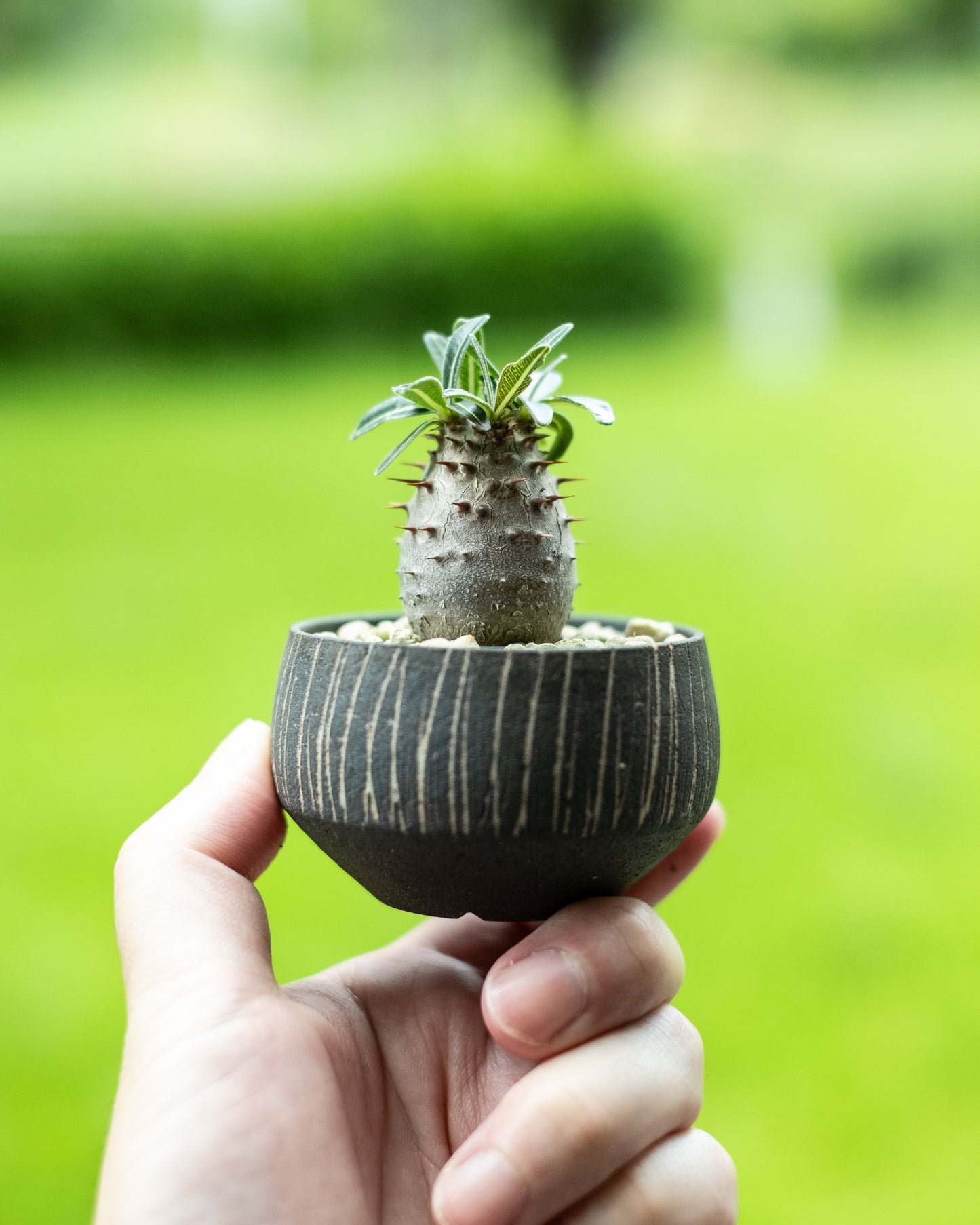 a様専用 Pachypodium cactipes