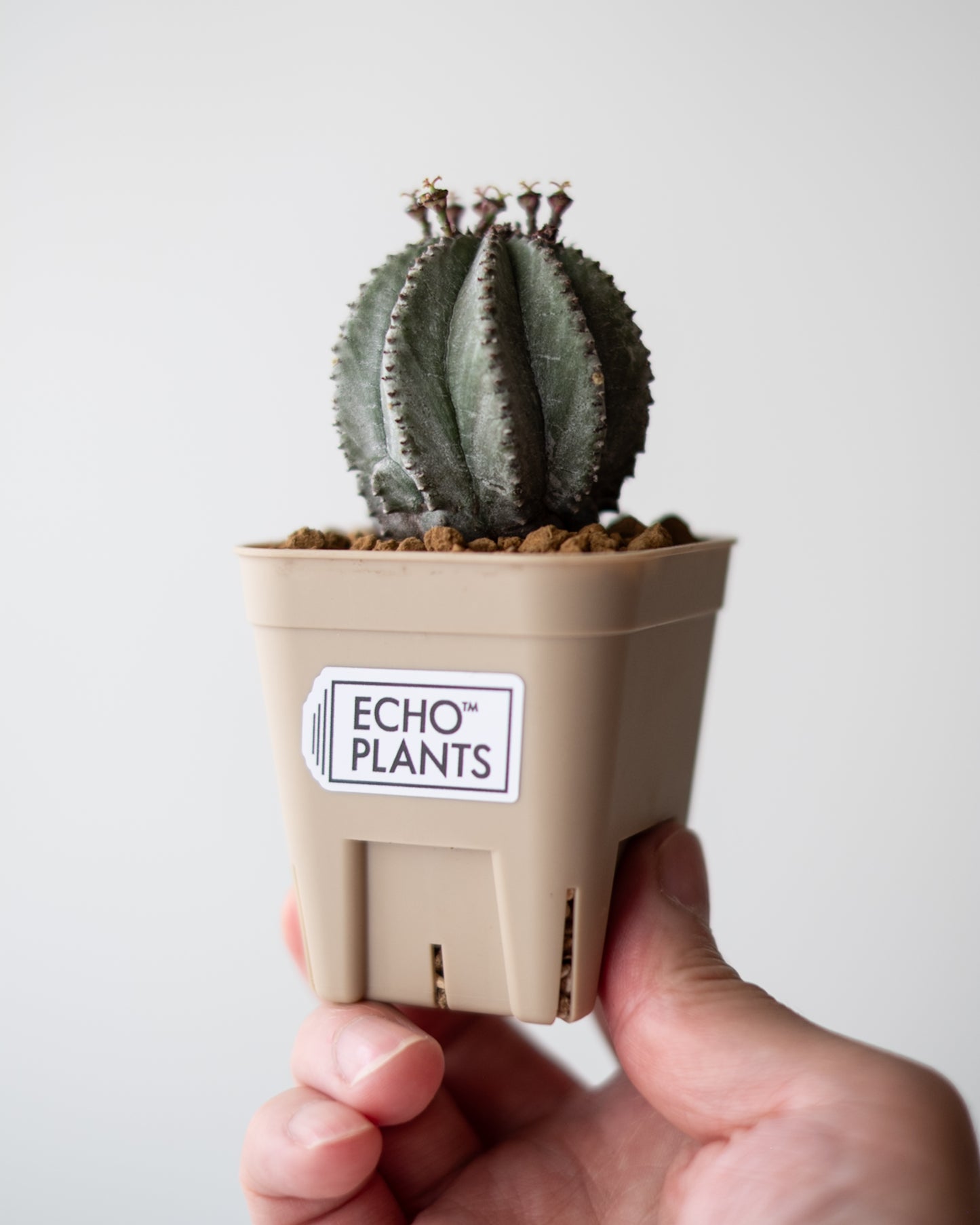 Euphorbia hyb. ホリダ梵天