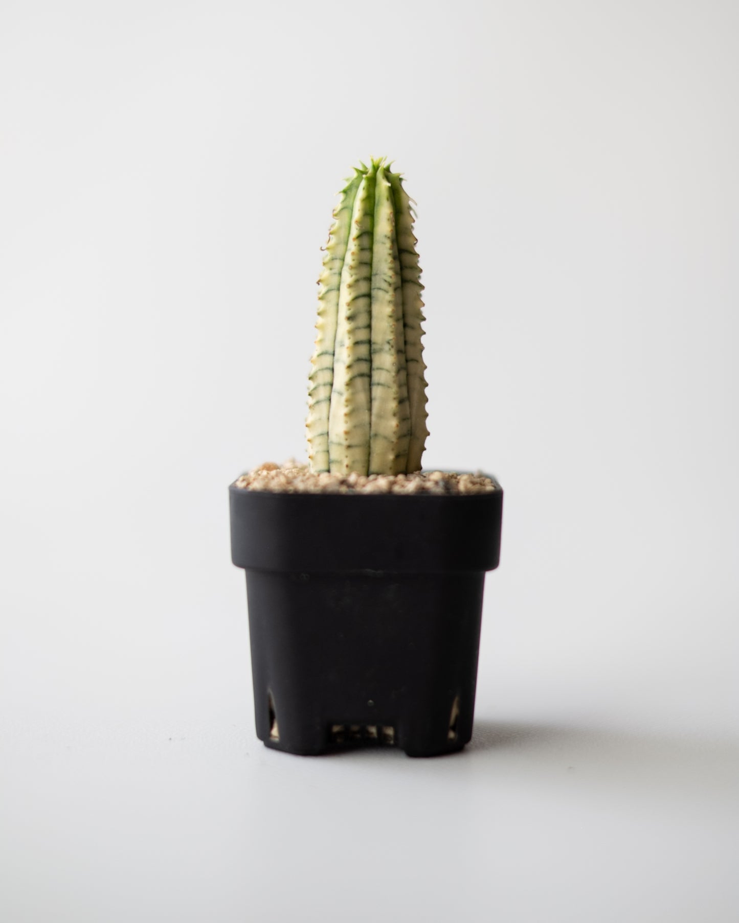 Euphorbia 魔紅キリン錦 #2