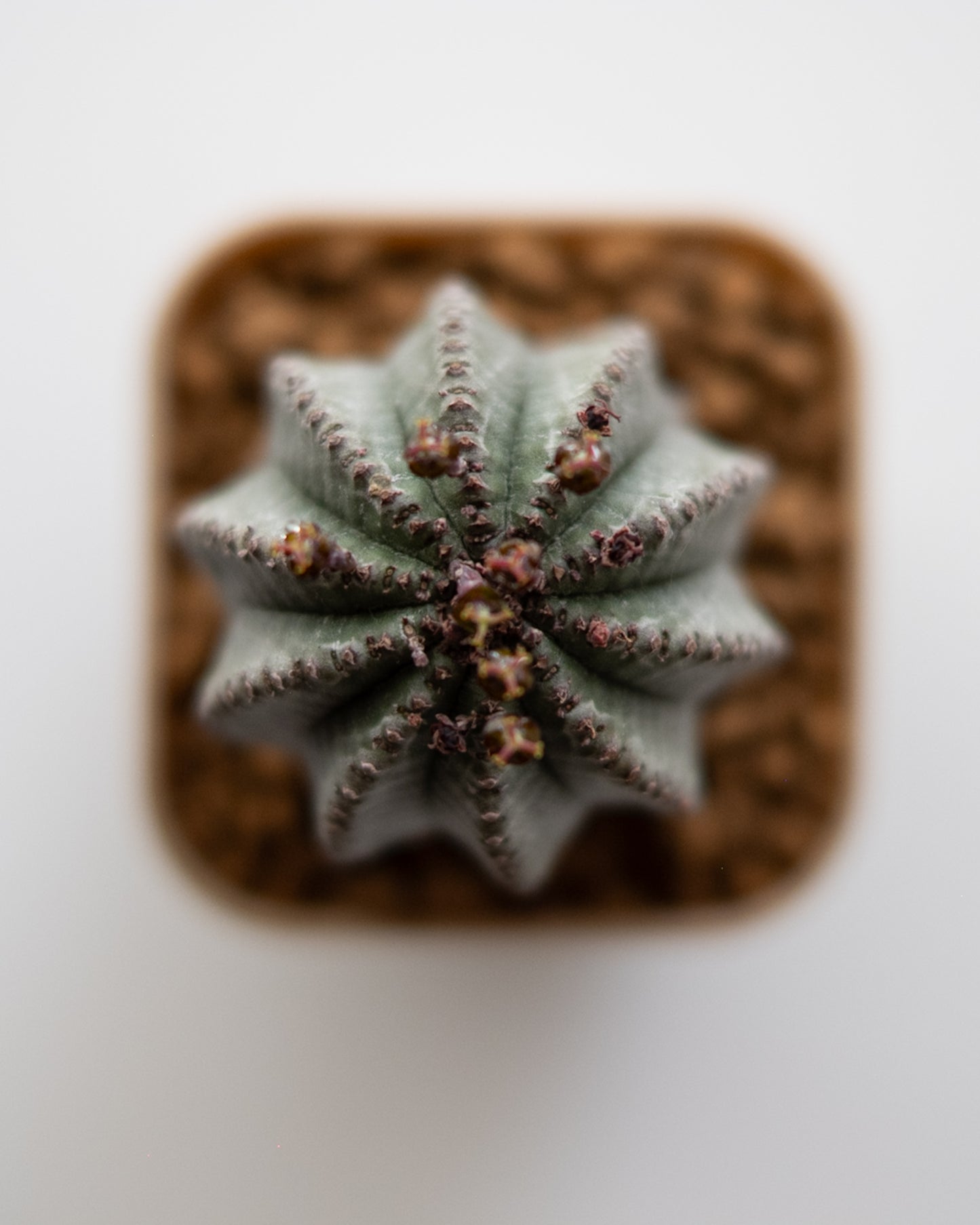 Euphorbia hyb. ホリダ梵天