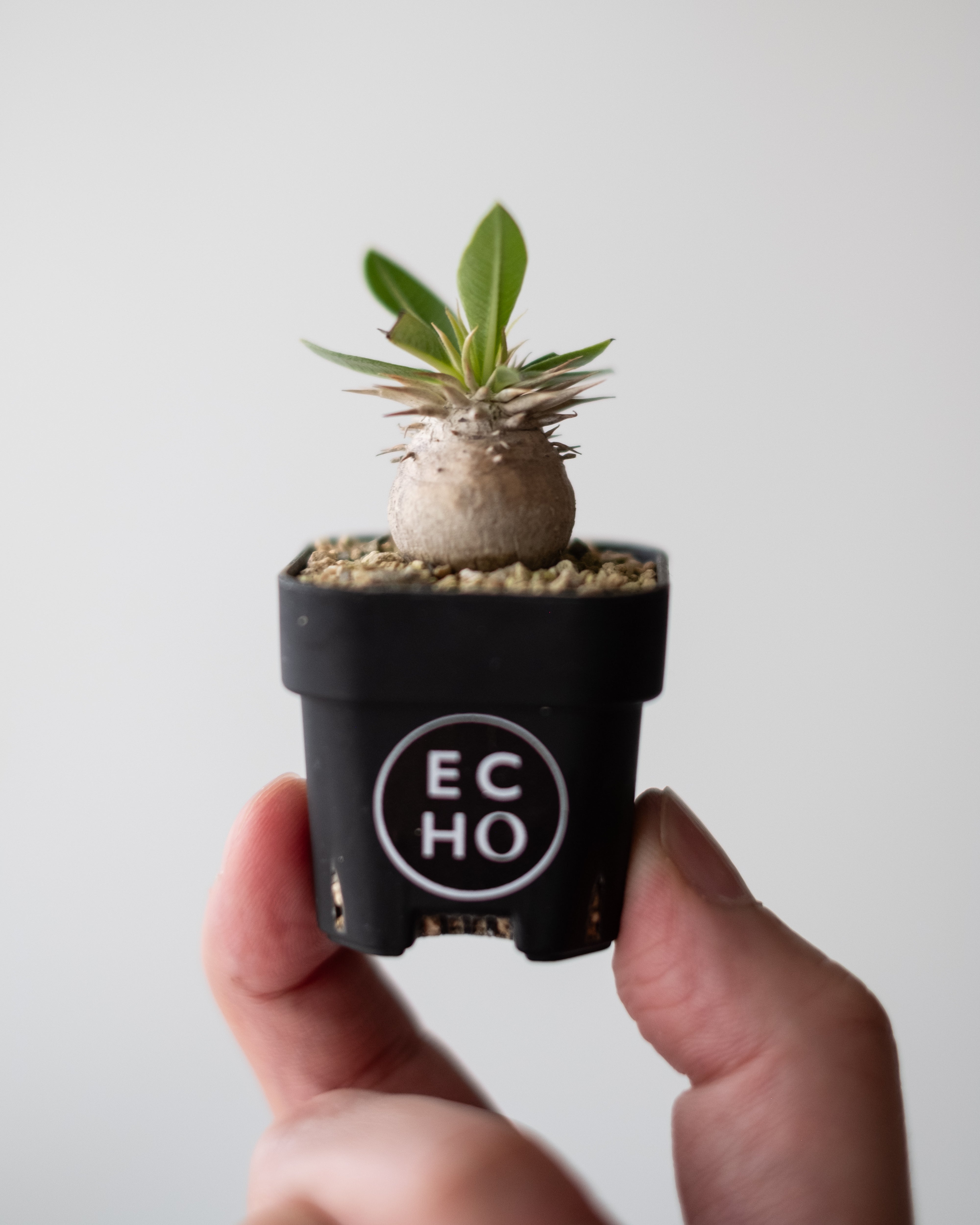 Pachypodium enigmaticum #2 – ECHO PLANTS