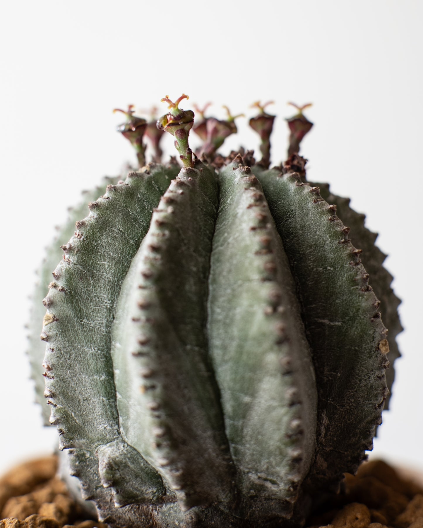 Euphorbia hyb. ホリダ梵天