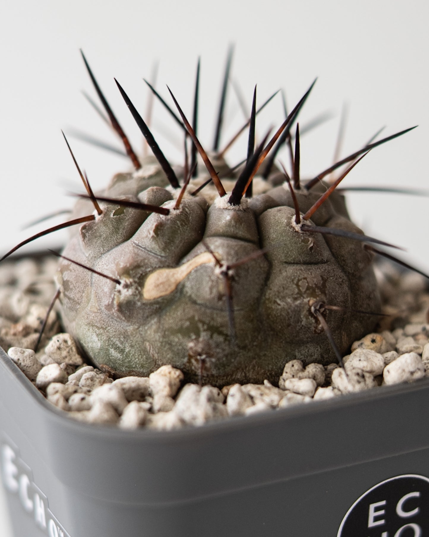 T様専用 Copiapoa  cinerea黒王丸 #3