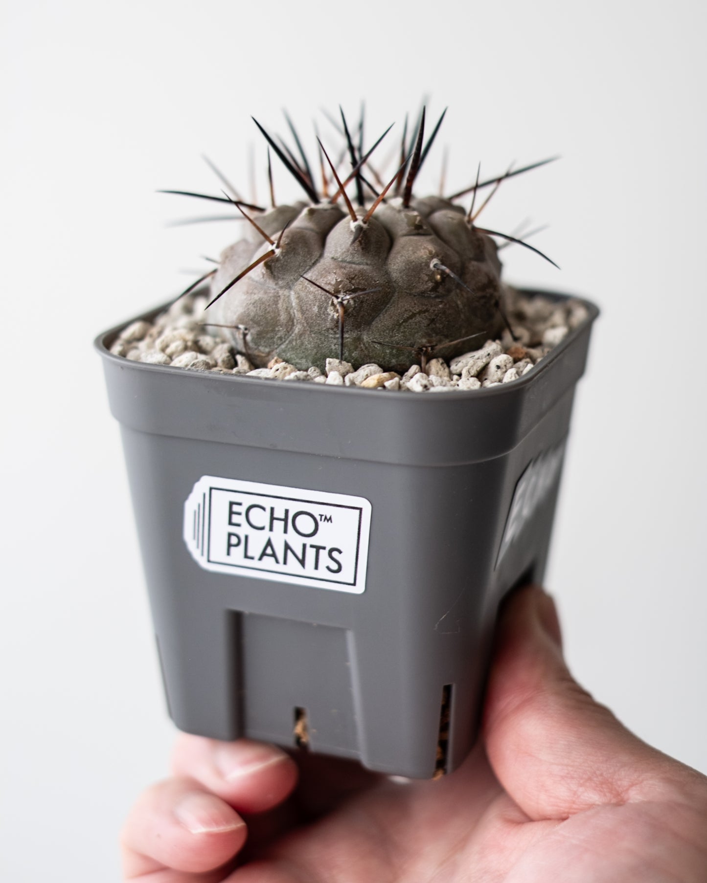 T様専用 Copiapoa  cinerea黒王丸 #3