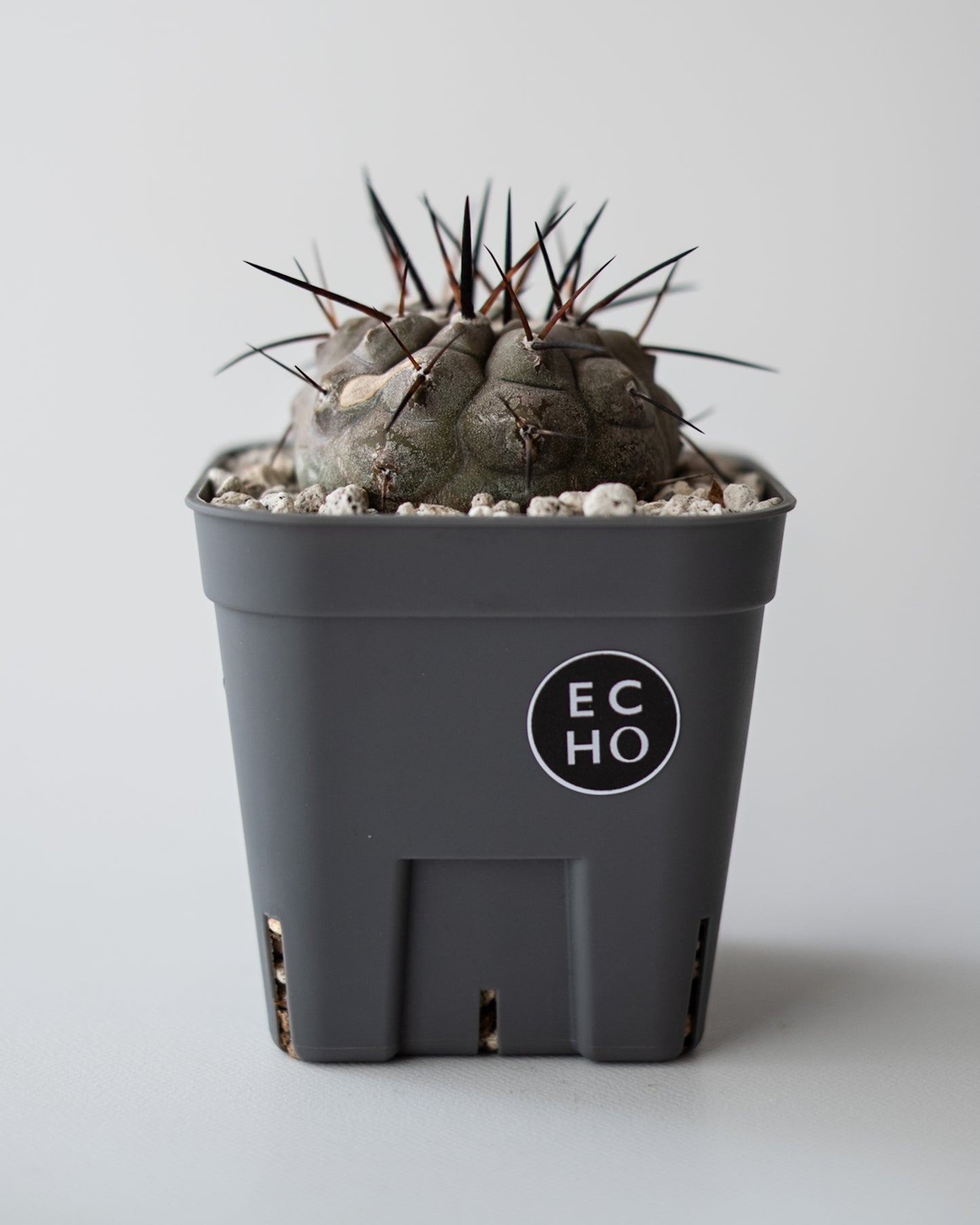 T様専用 Copiapoa  cinerea黒王丸 #3