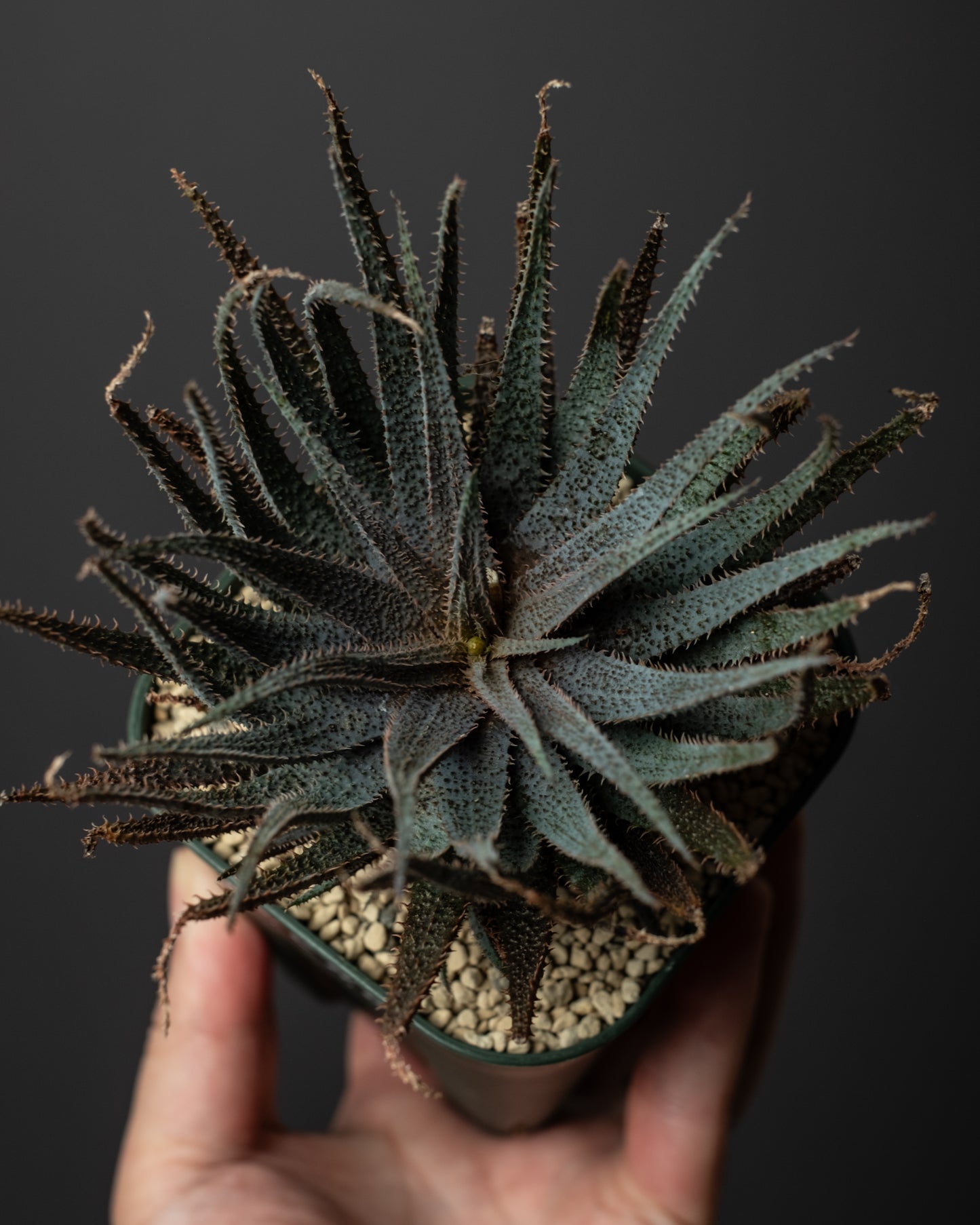 Aloe parvula