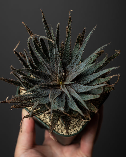 Aloe parvula