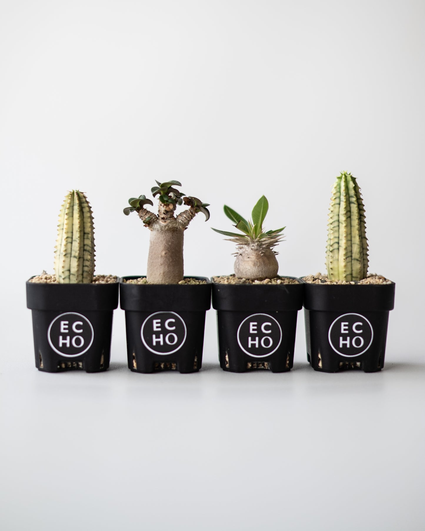 Pachypodium enigmaticum #2