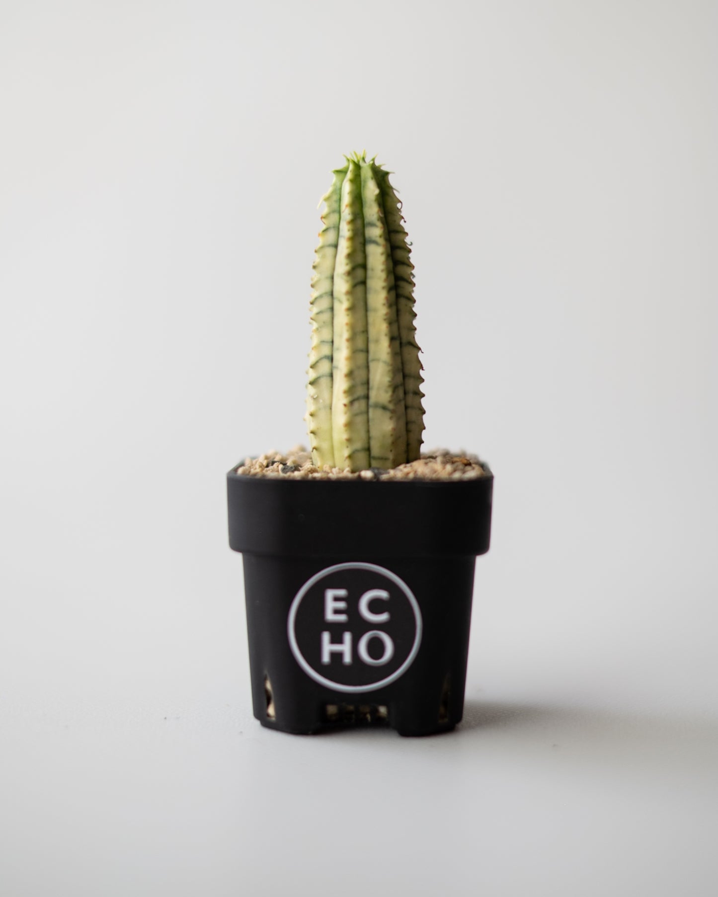 Euphorbia 魔紅キリン錦 #2
