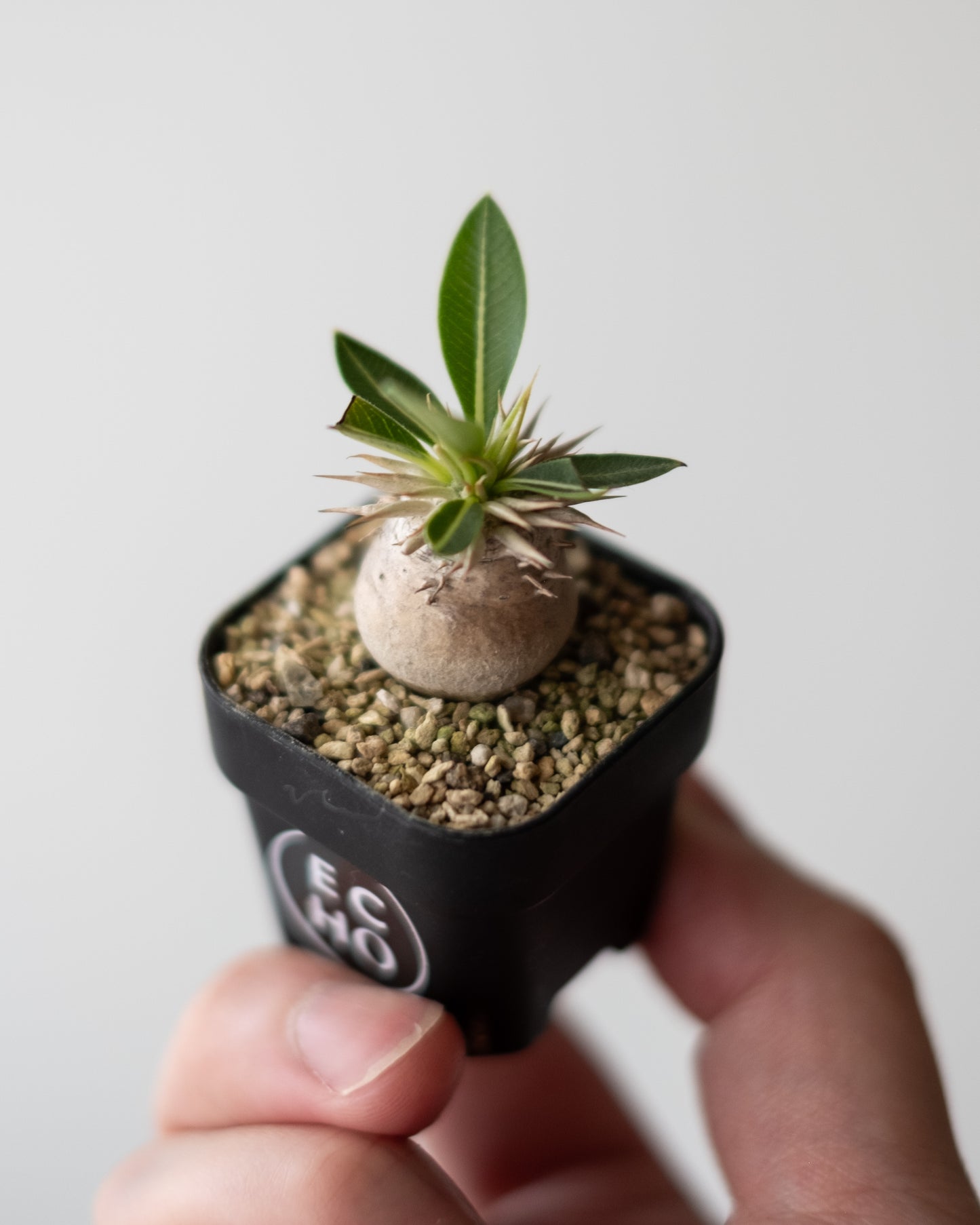 Pachypodium enigmaticum #2