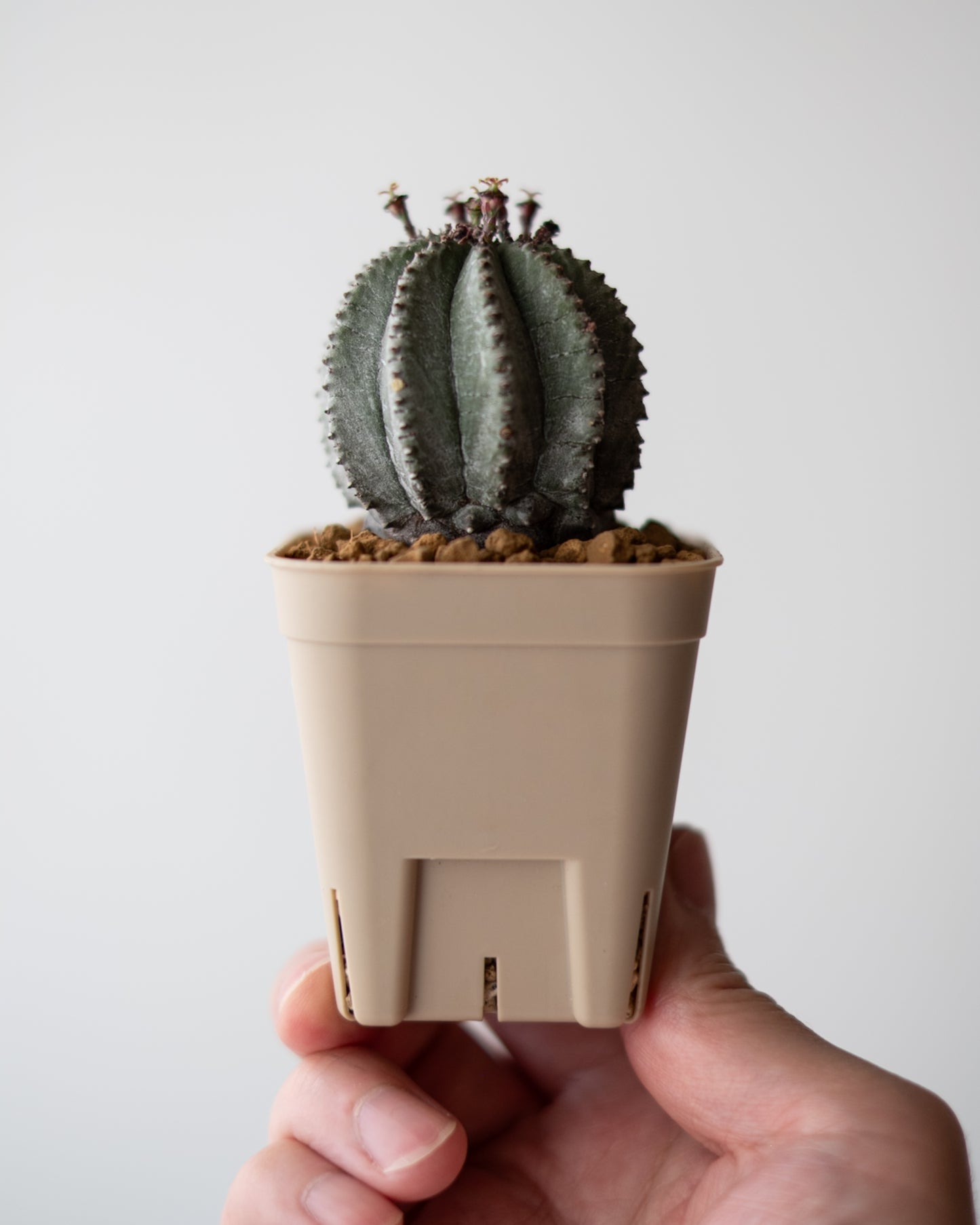 Euphorbia hyb. ホリダ梵天