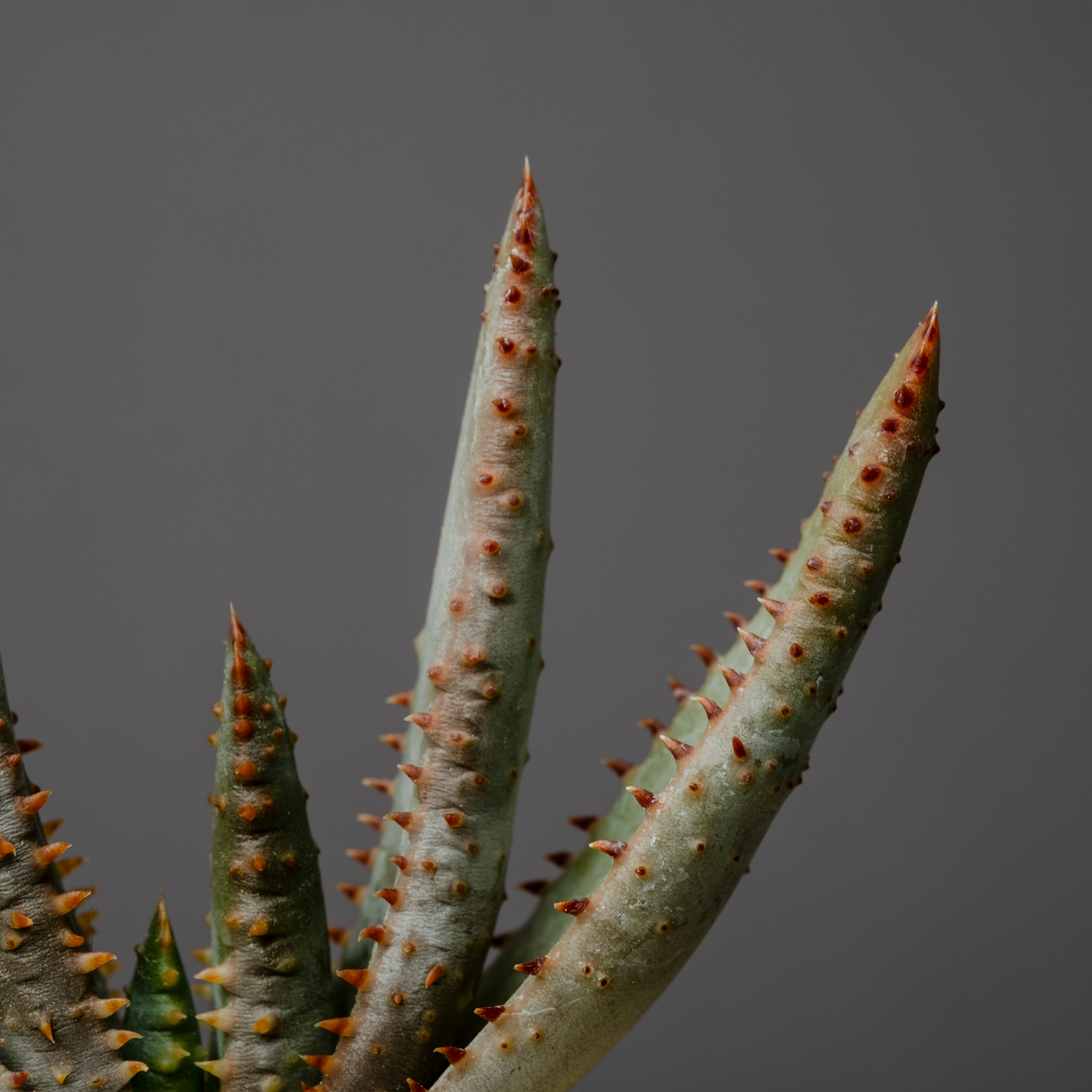 Aloe compressa var. schistophila