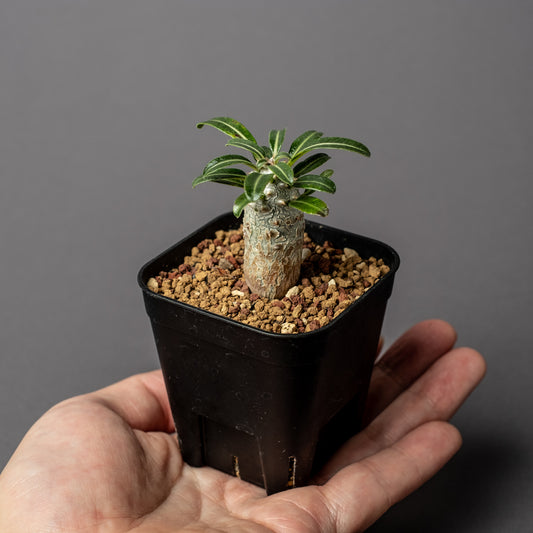 Pachypodium densiflorum 'Tackyi' #1