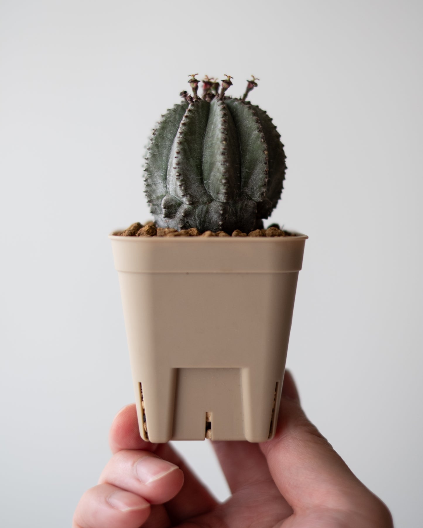 Euphorbia hyb. ホリダ梵天