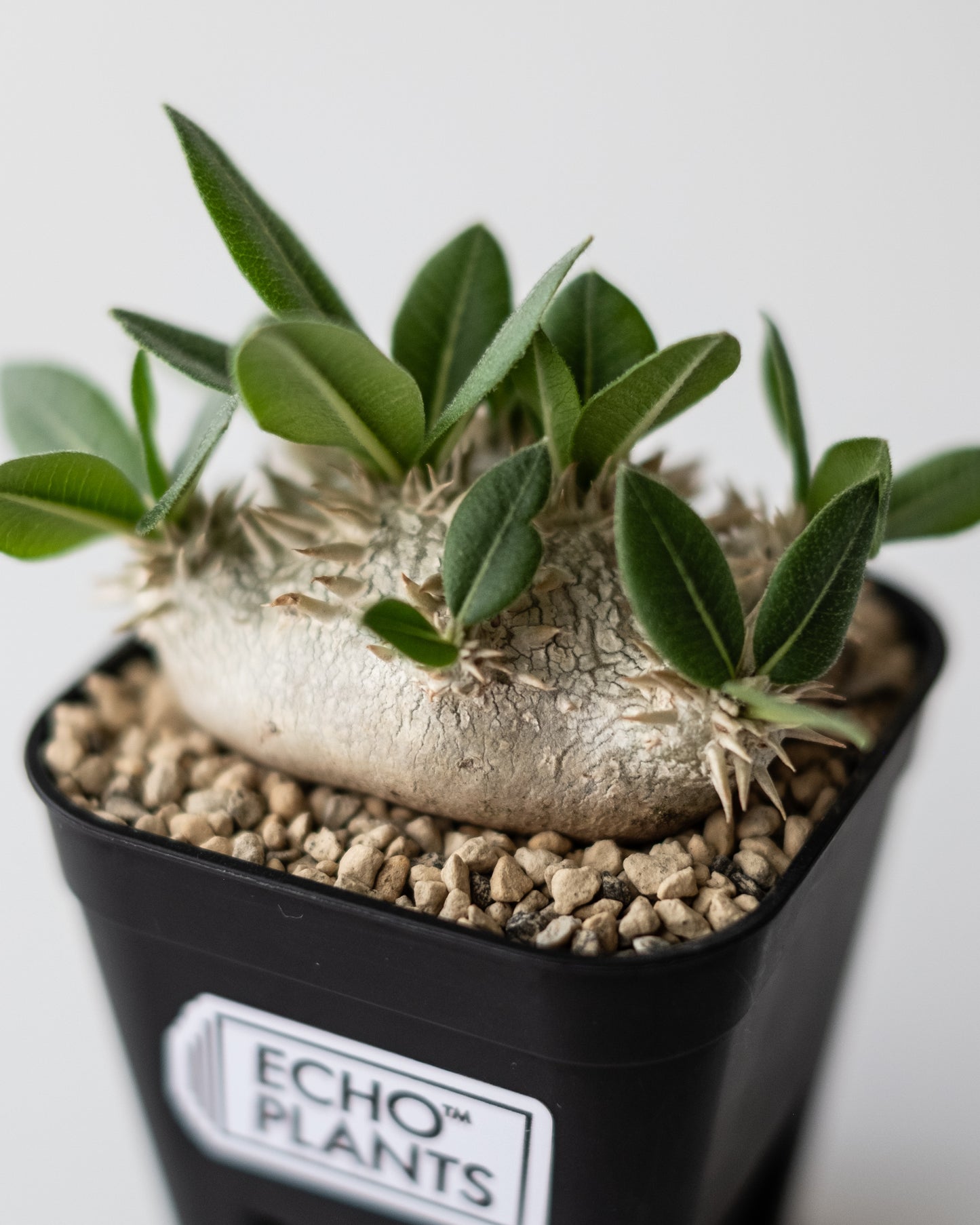 Pachypodium brevicaule