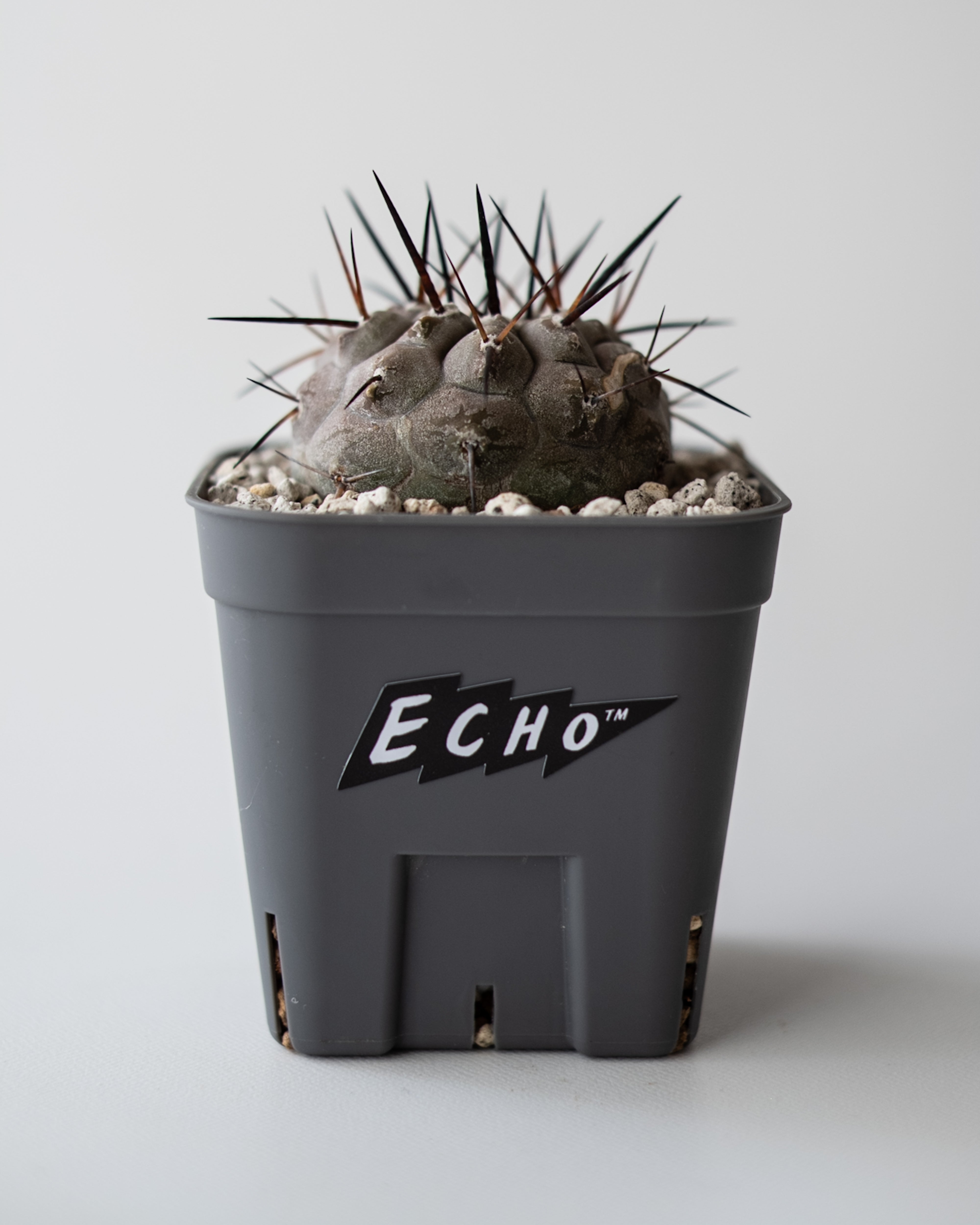 Copiapoa cinerea黒王丸 #3 – ECHO PLANTS