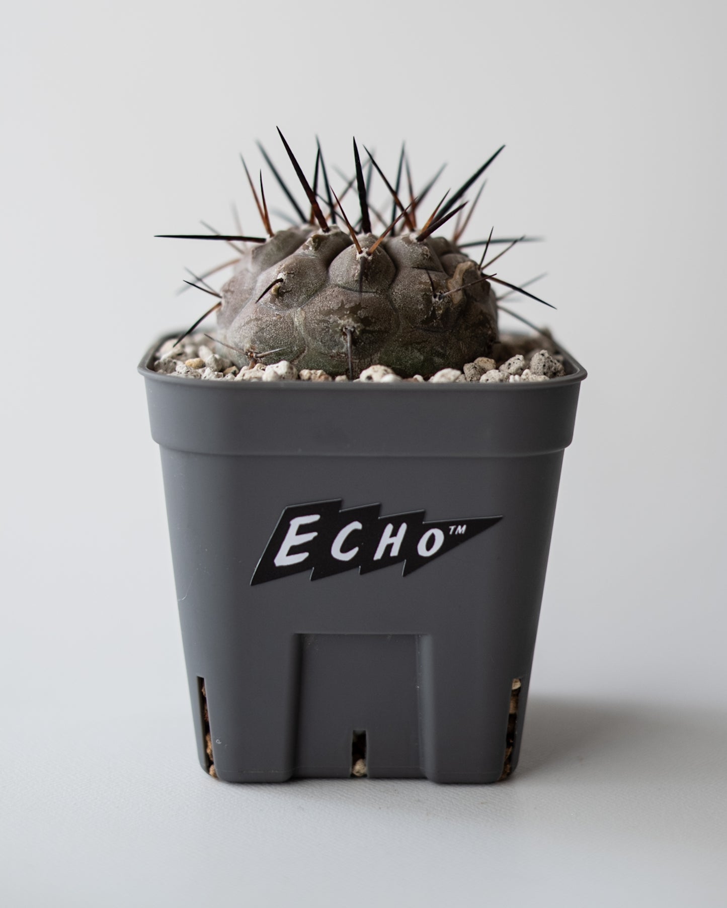 T様専用 Copiapoa  cinerea黒王丸 #3