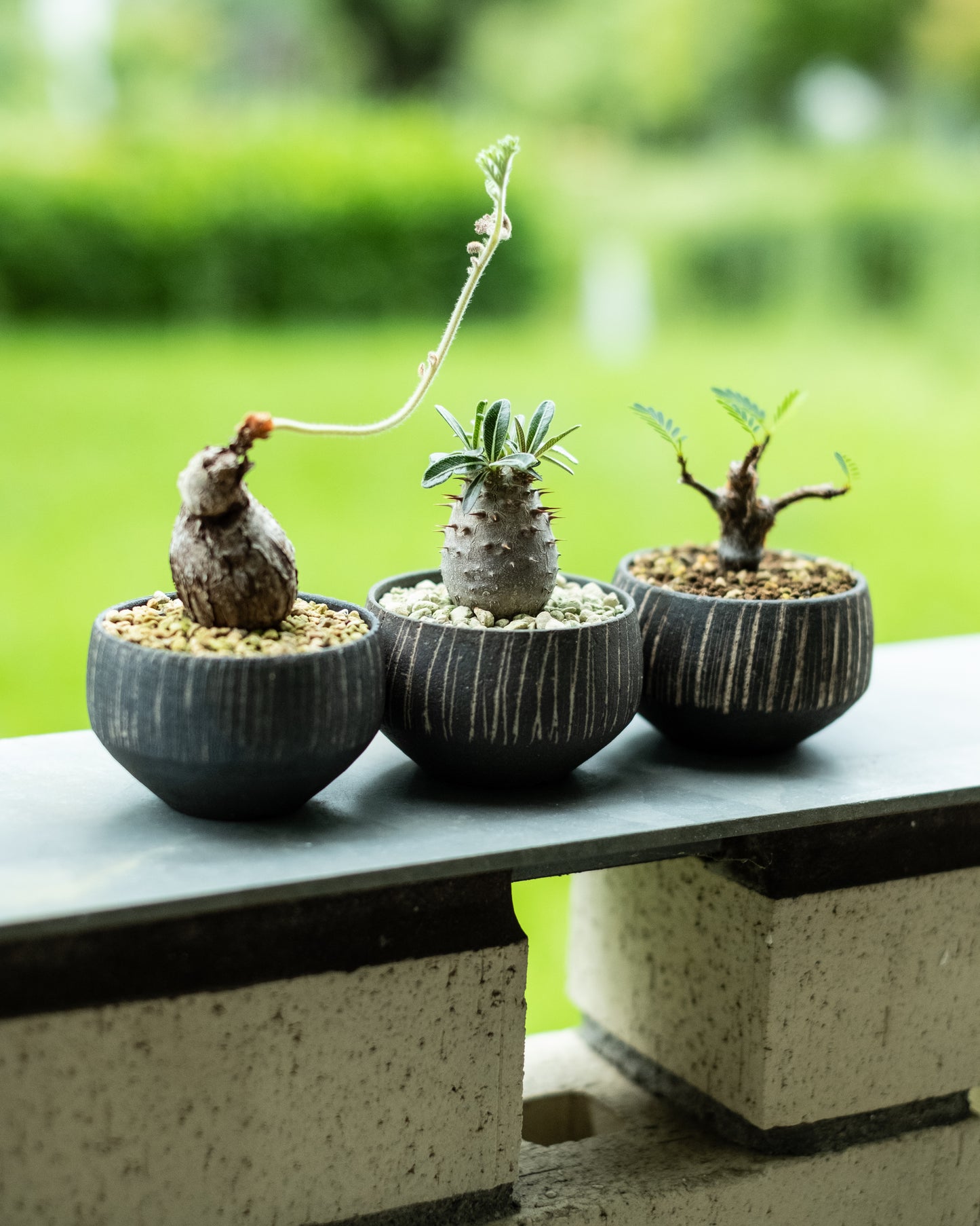 a様専用 Pachypodium cactipes