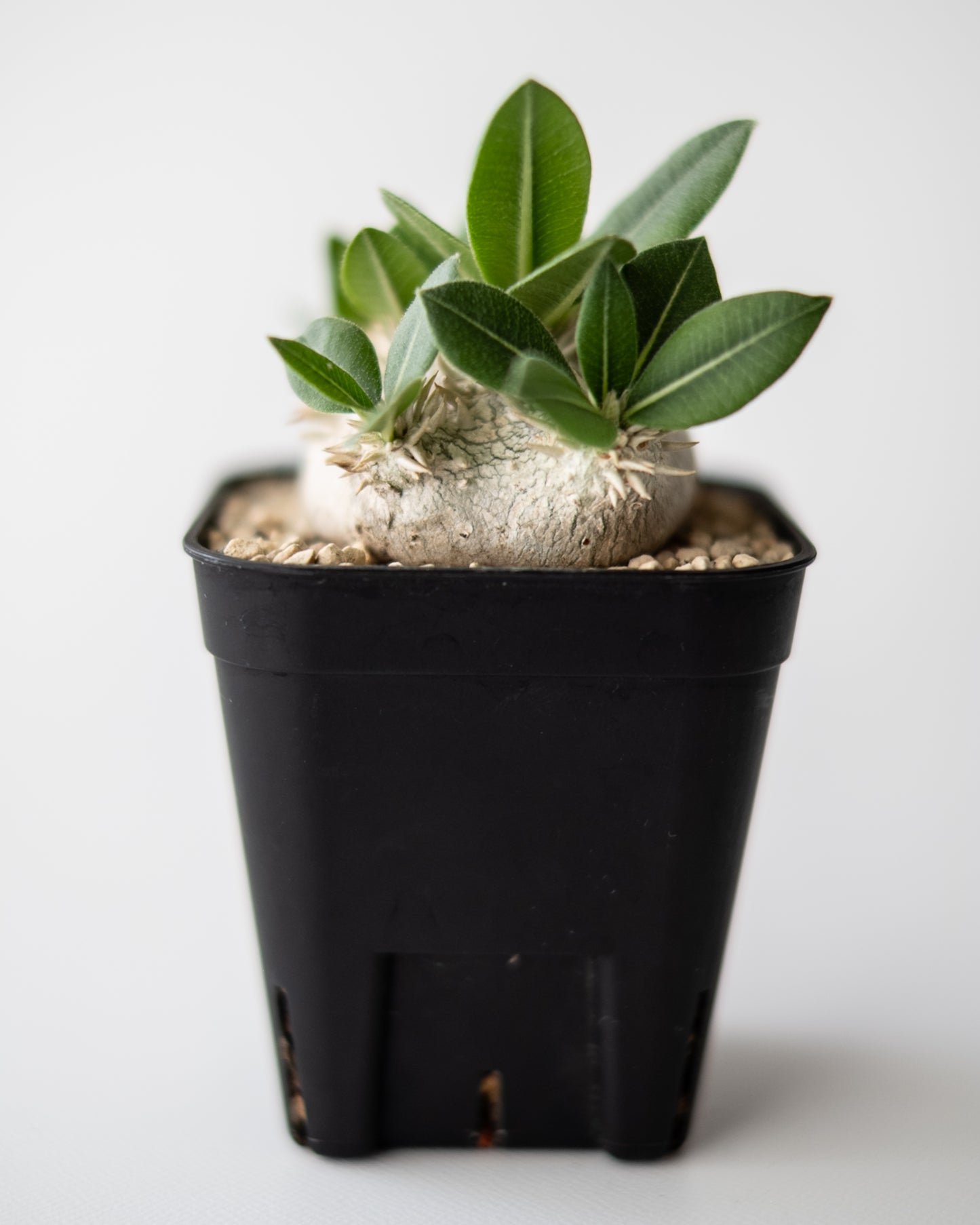 Pachypodium brevicaule