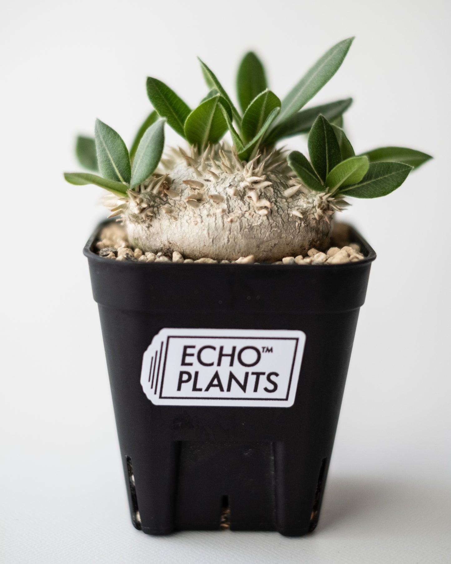 Pachypodium brevicaule