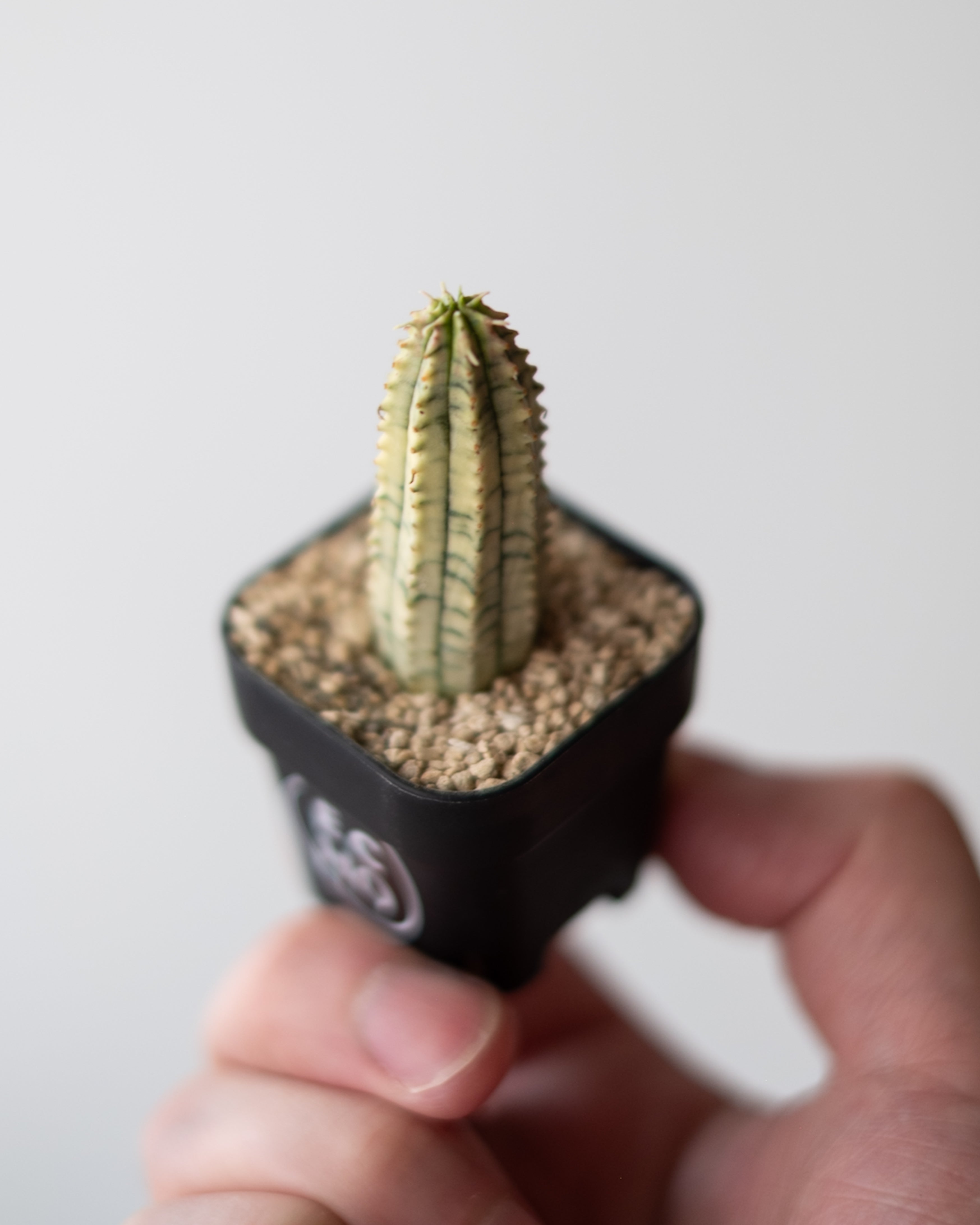 Euphorbia 魔紅キリン錦 #1 – ECHO PLANTS