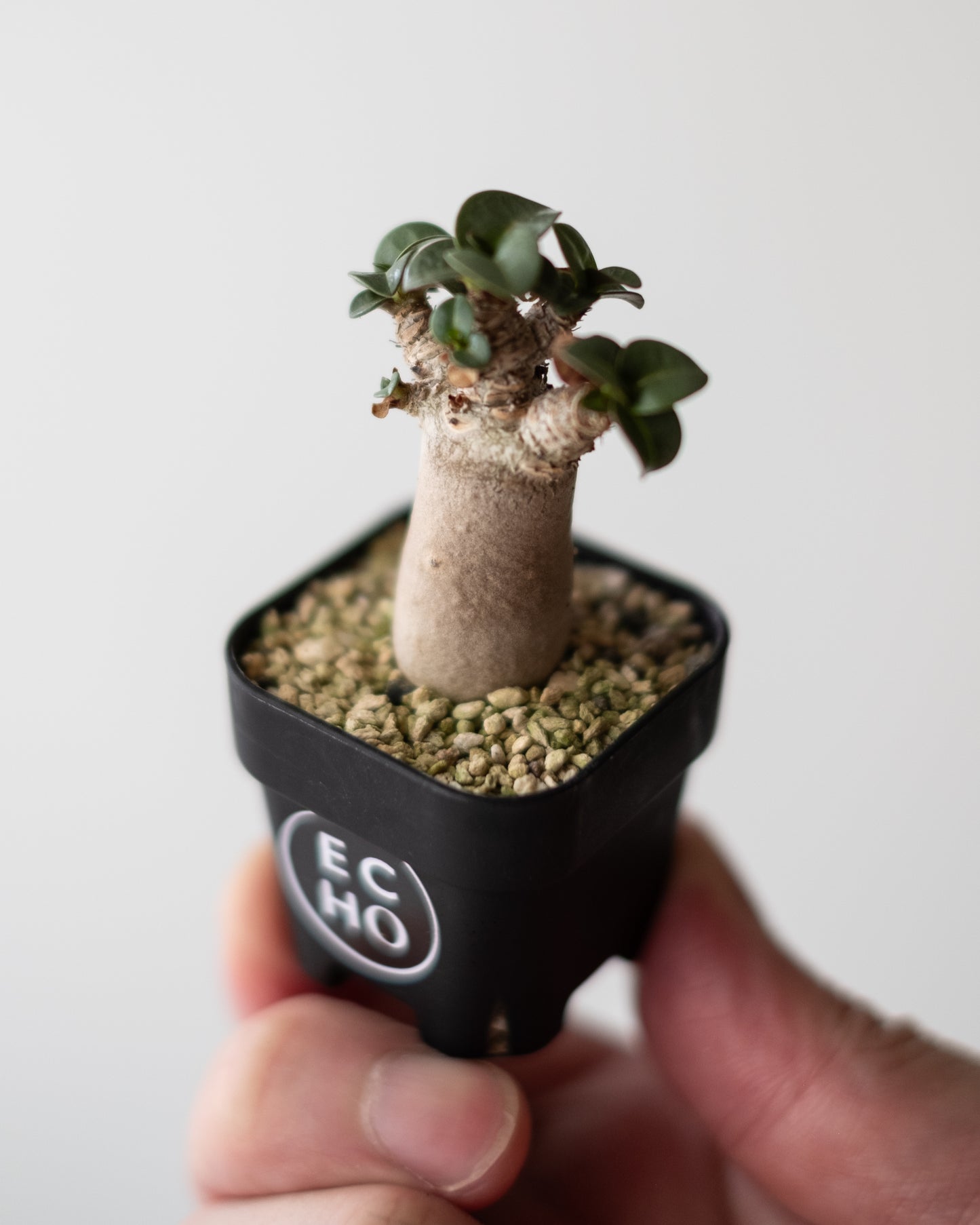 Adenium D.H.A #2