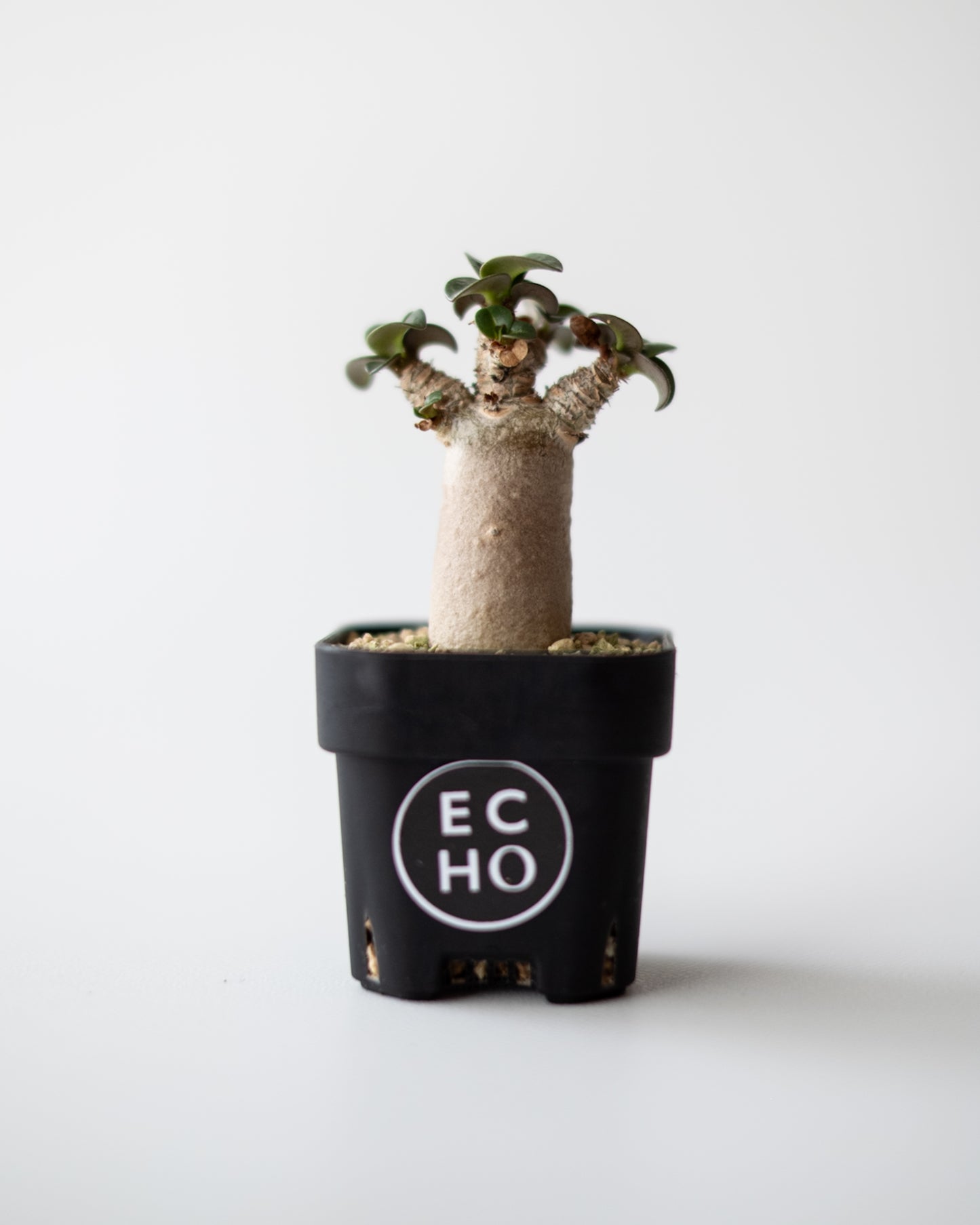 Adenium D.H.A #2